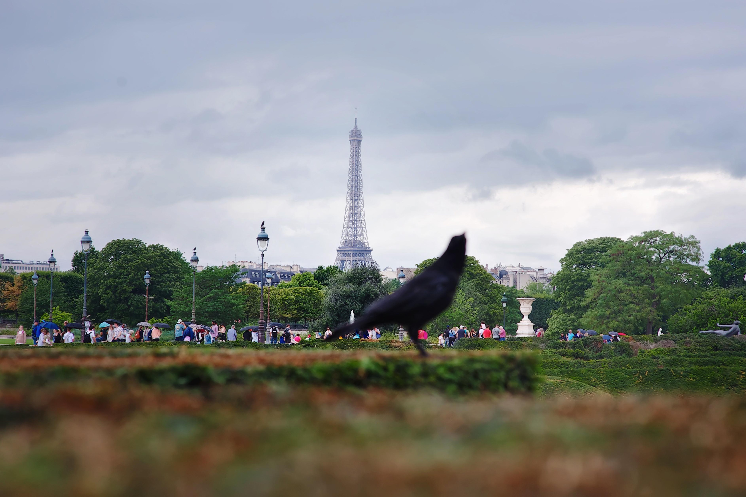 Paris. Twins Studio. Love. ТВИНС СТУДИО — лучшие свадебные фотографы и видеографы в Краснодаре