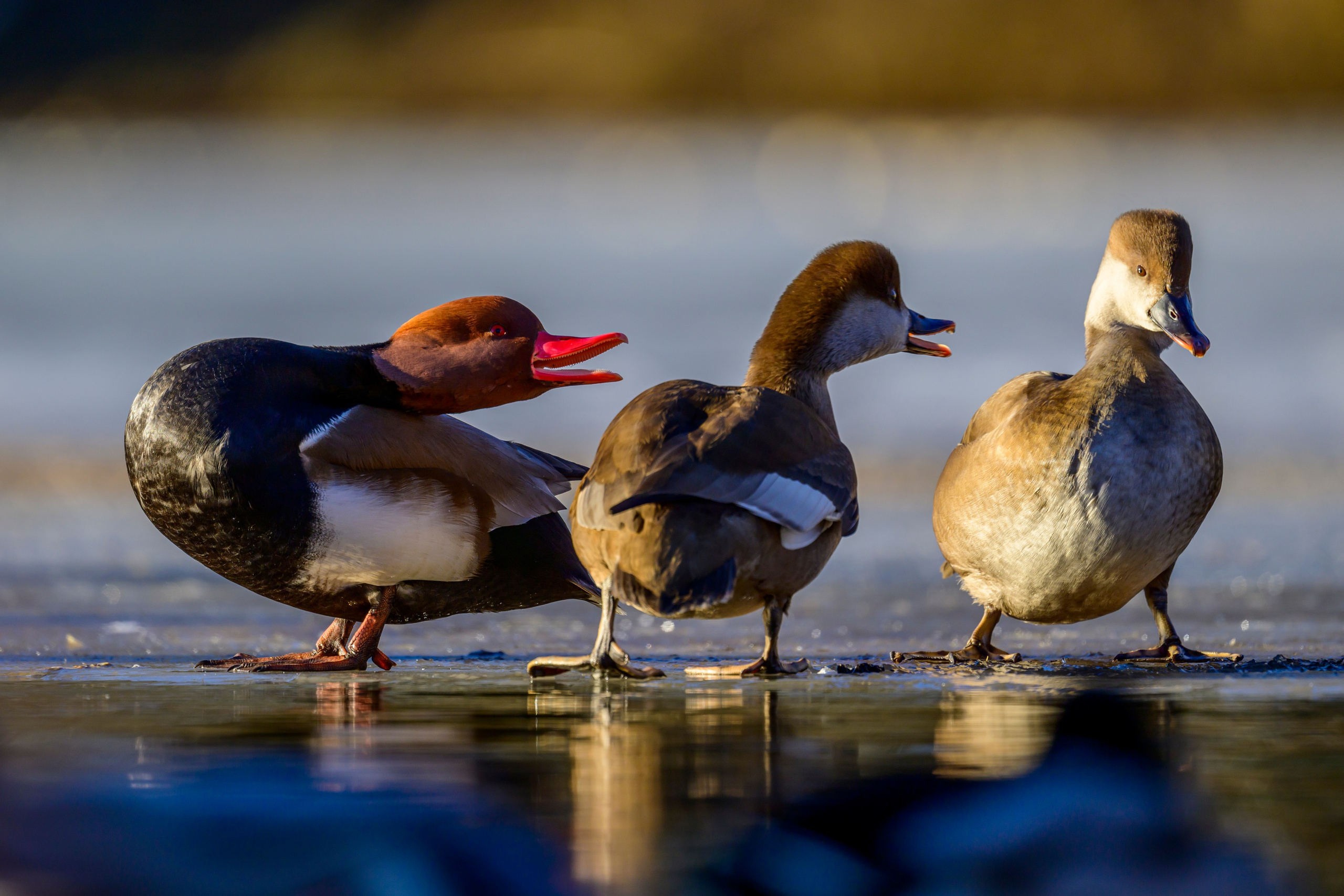 Нырки. Pochards. Фотограф Сергей Пупонин