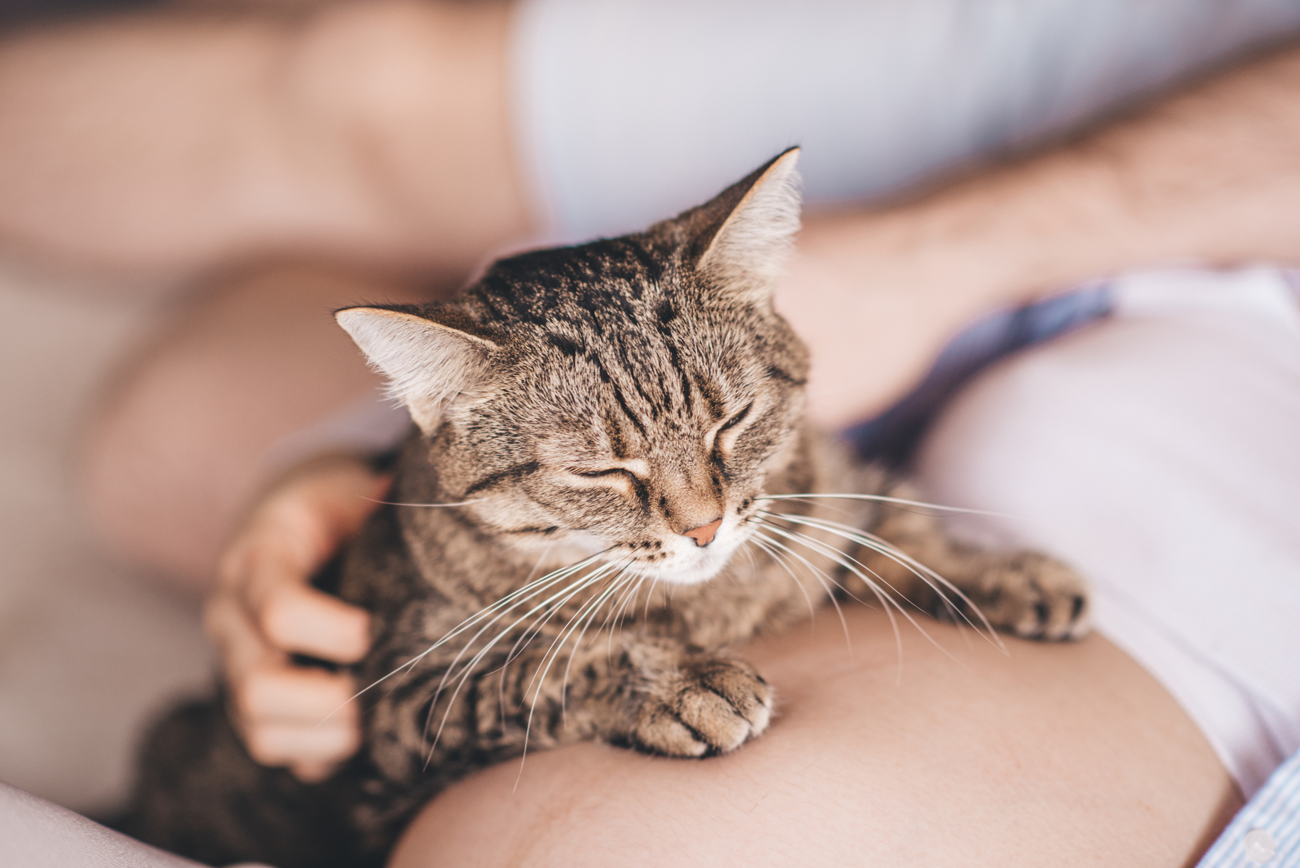 Про кота. Домашний Life Stule. Семейный и детский фотограф в Новосибирске Доронина Ольга