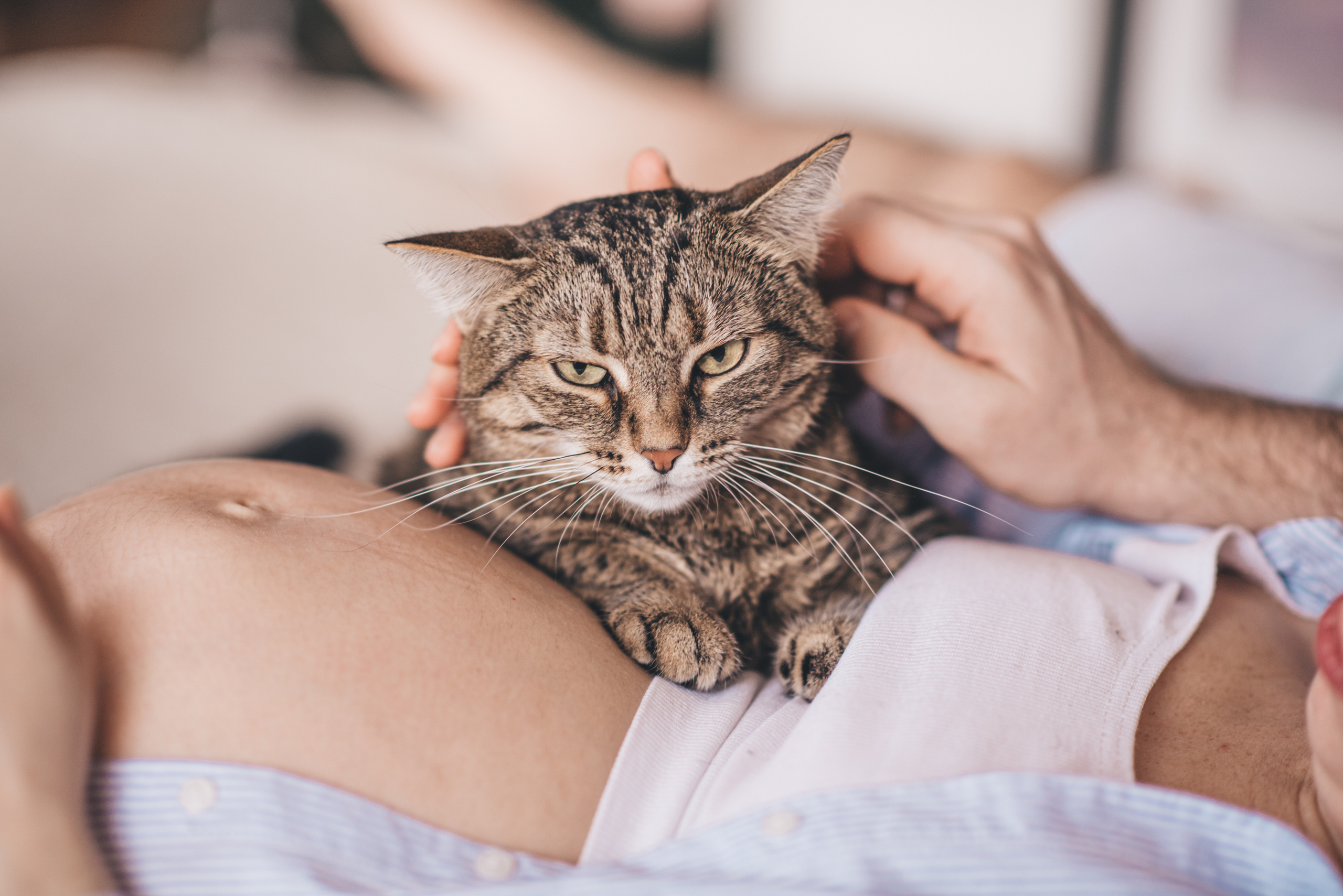 Про кота. Домашний Life Stule. Семейный и детский фотограф в Новосибирске Доронина Ольга
