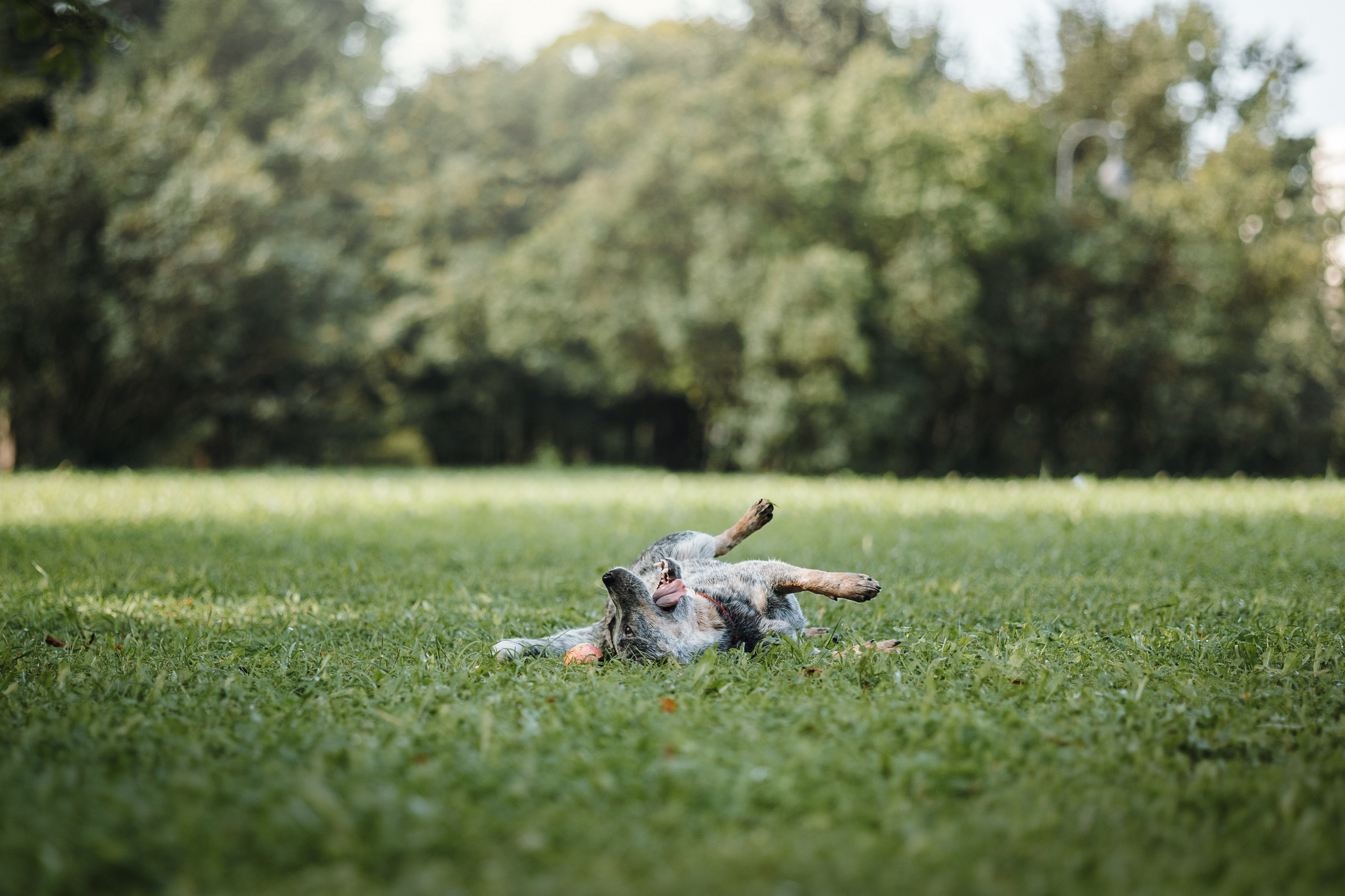 Кода и ее семья. Фотограф — Анималист | Санкт-Петербург