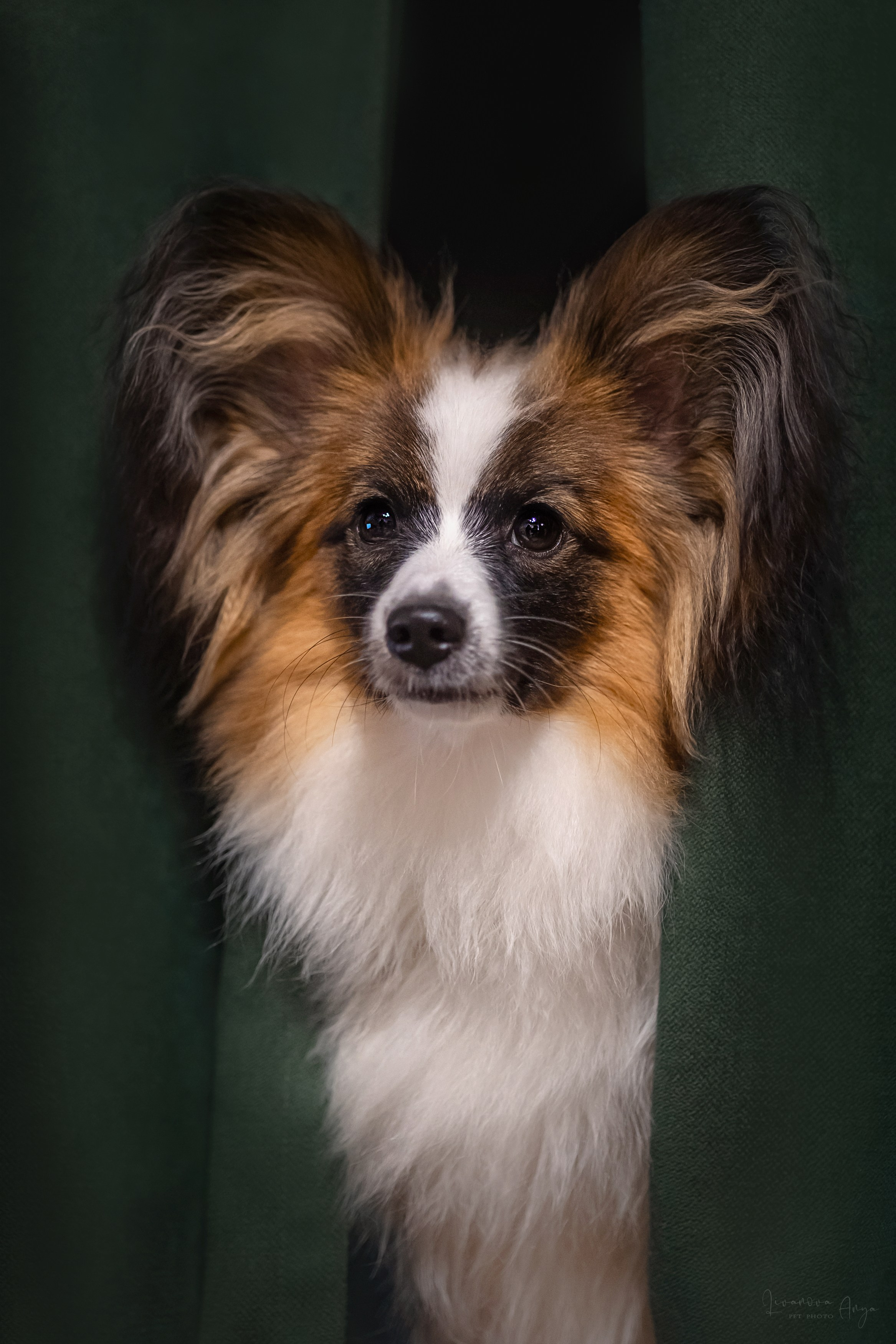 Хьюстон. Фотограф анималист Аня Ливанова | Рыбинск