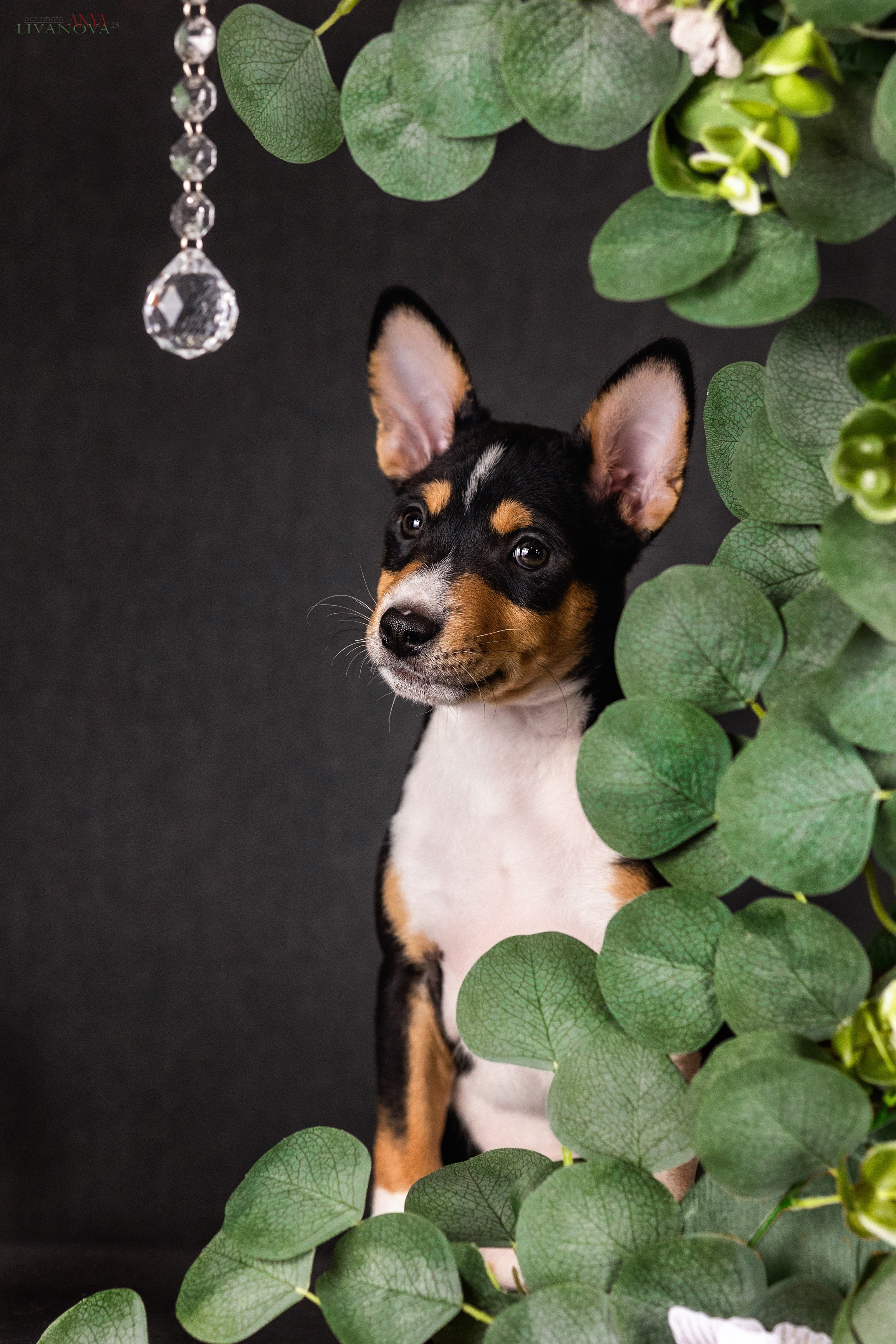 Басенджи. Фотограф анималист Аня Ливанова | Рыбинск