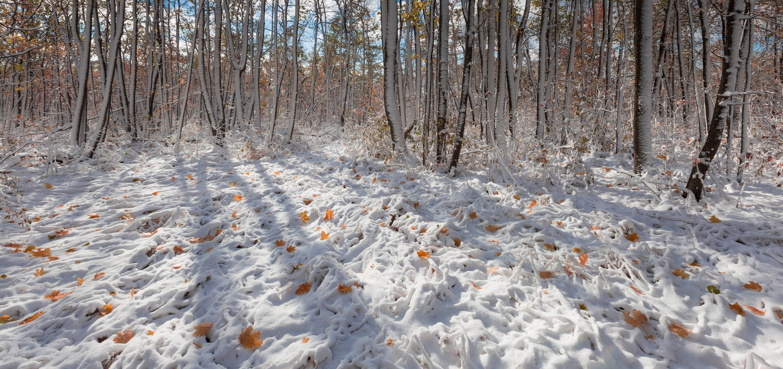 первый снег, снег на траве ,листья под снегом , в лесу 