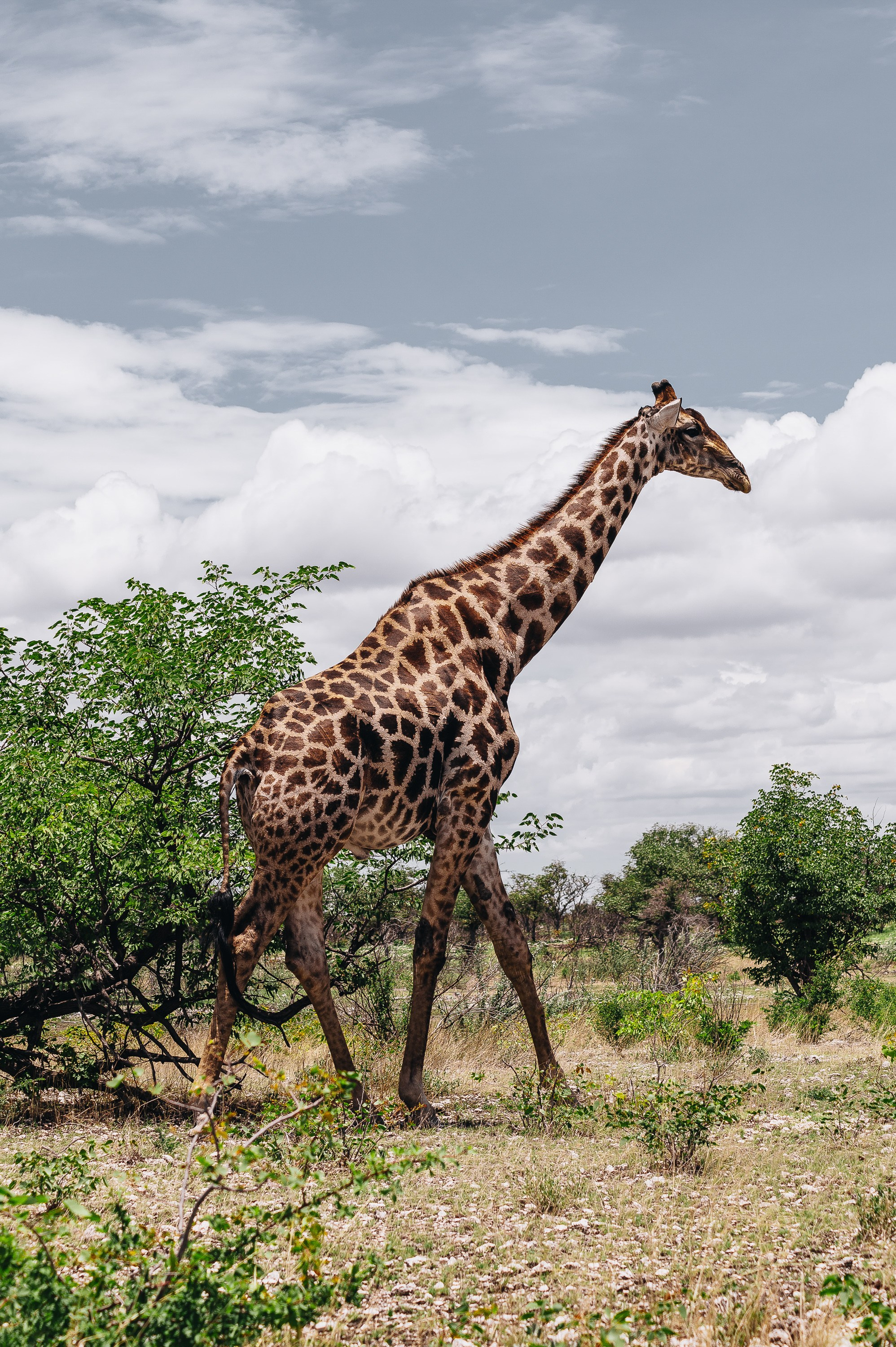 НАМИБИЯ. Роадтрип