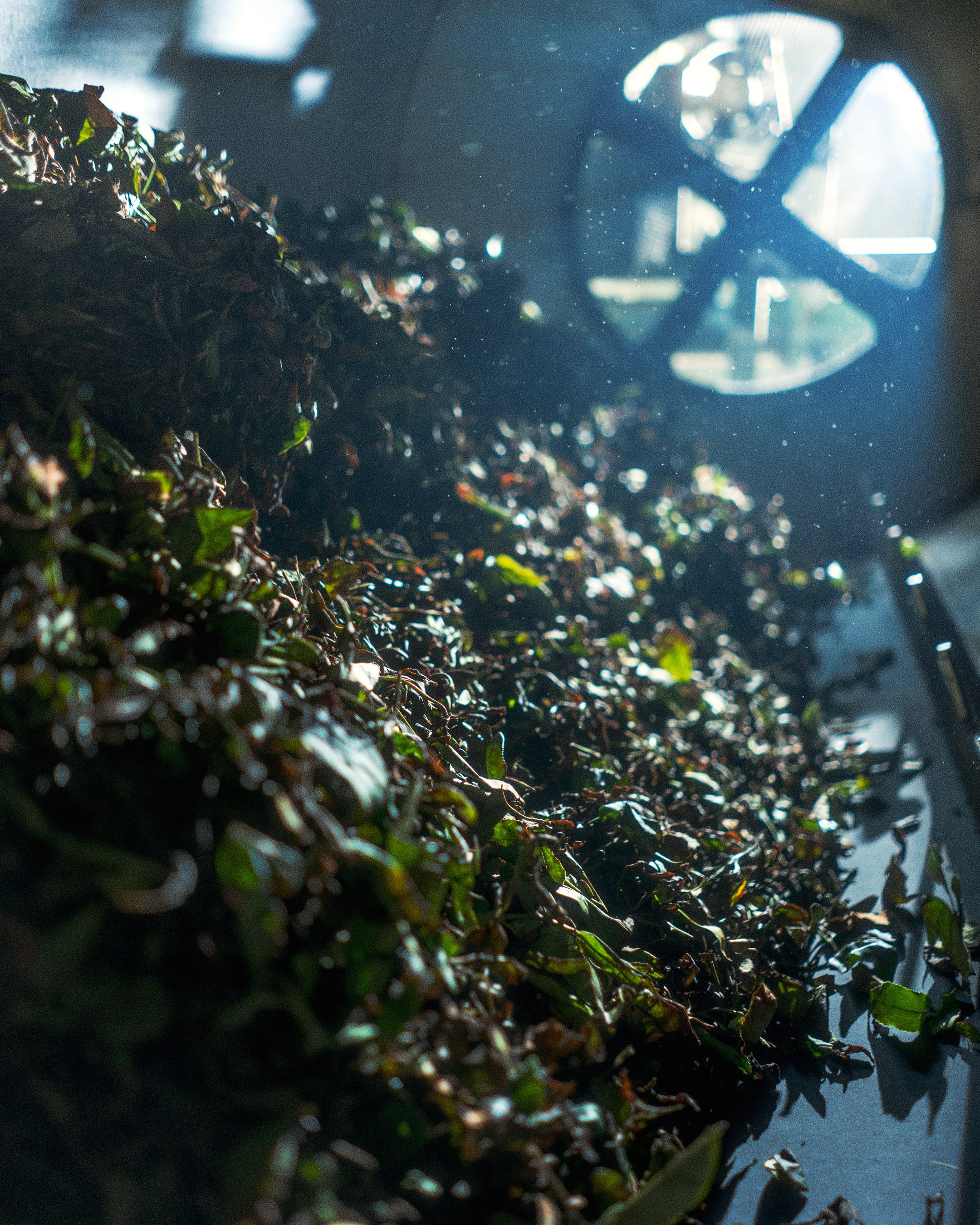 Tea production Moychay, Guria. Андрей Фадеев фото видео Тбилиси