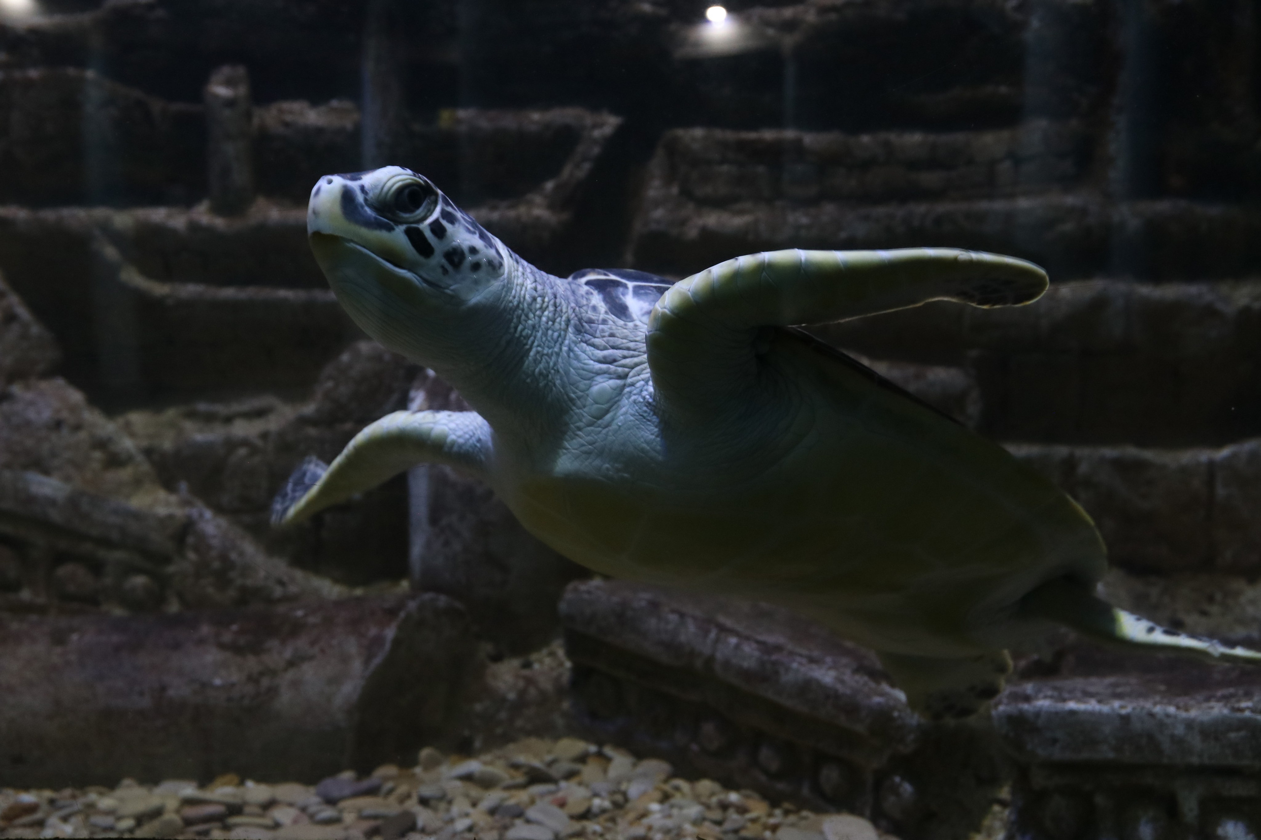 Крым. ЮБК (Севастополь, Кастрополь, Ялта). Май 2023. Путешественник-фотограф из Санкт-Петербурга Татьяна Свистулина