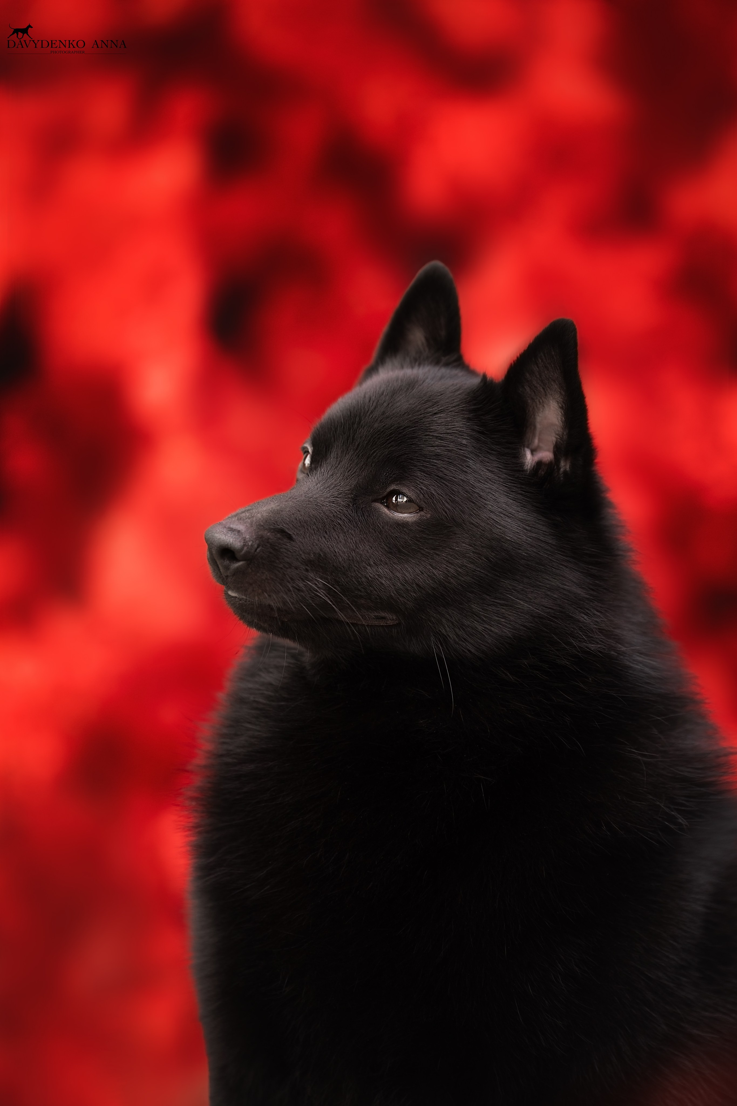 фотограф анималист сочи