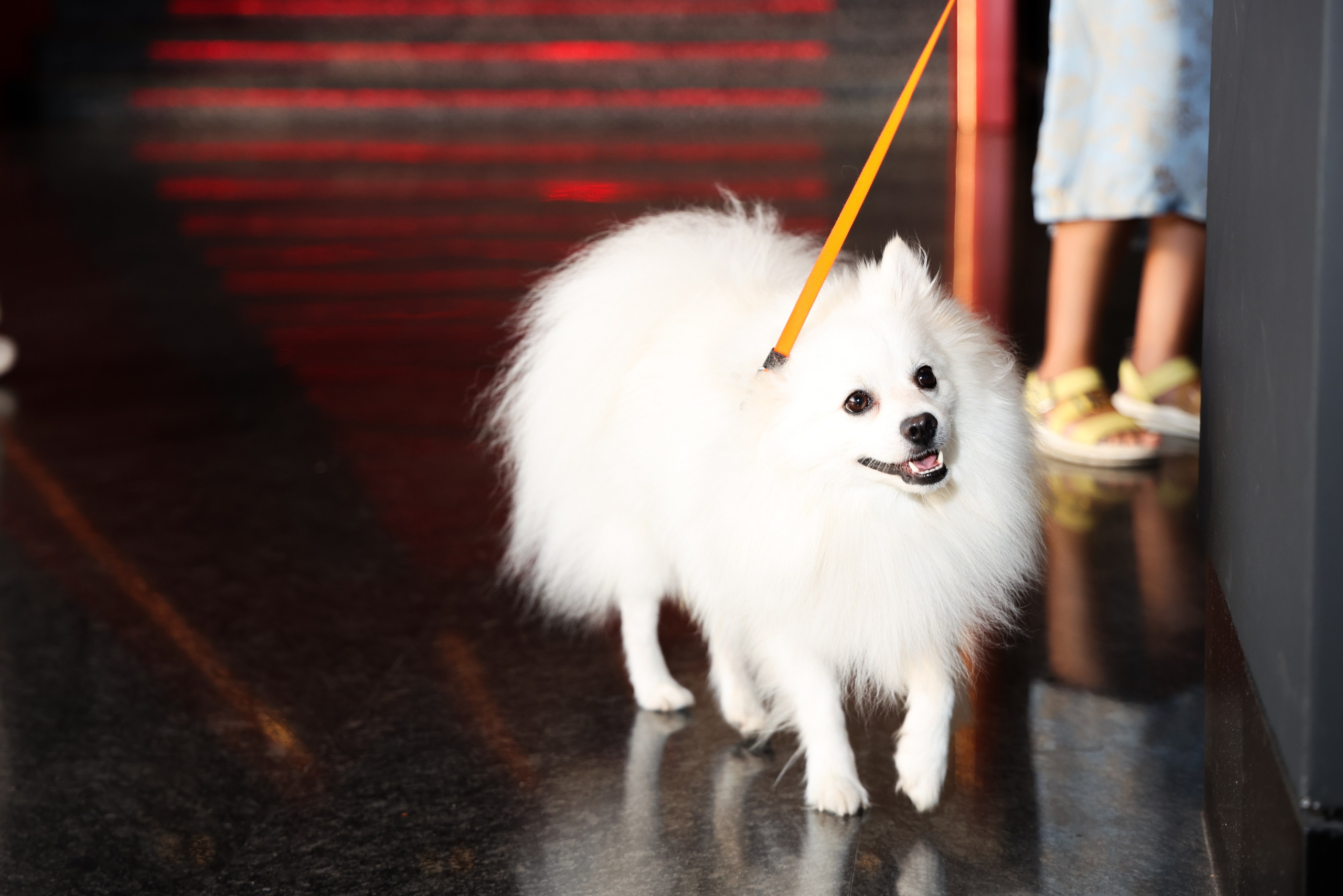 Премьера фильма «Хвостатый переполох». Свадебный и Event фотограф в Москве Бажина Ирина