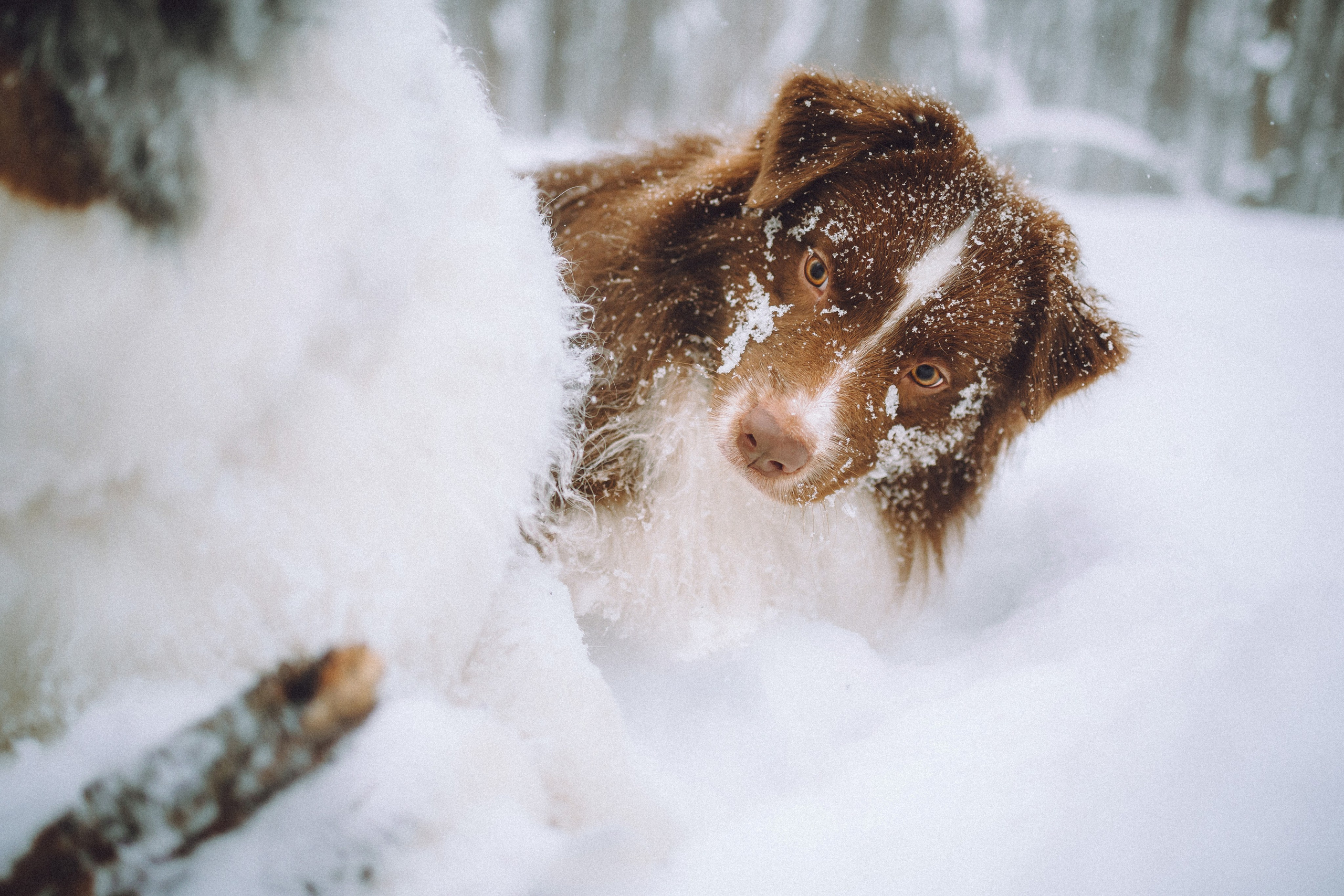 Лена, Принц и Фенек