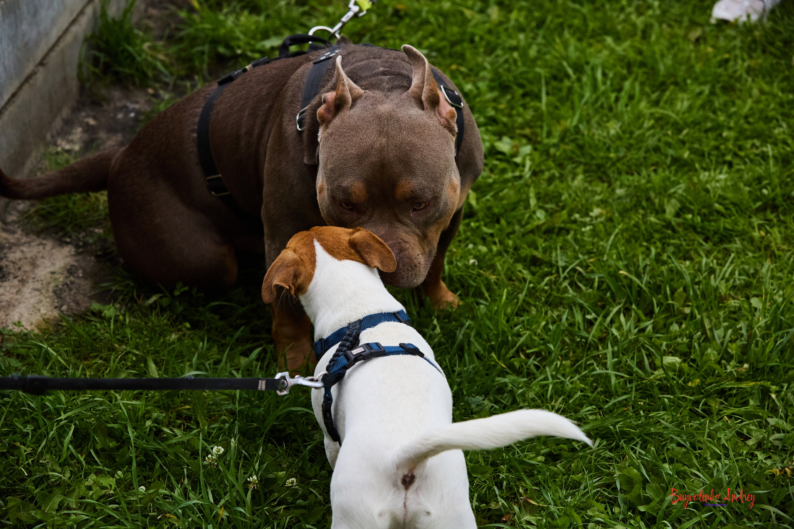 Проект фотопрогулка с хвостиком. Buyvolenko Andrey