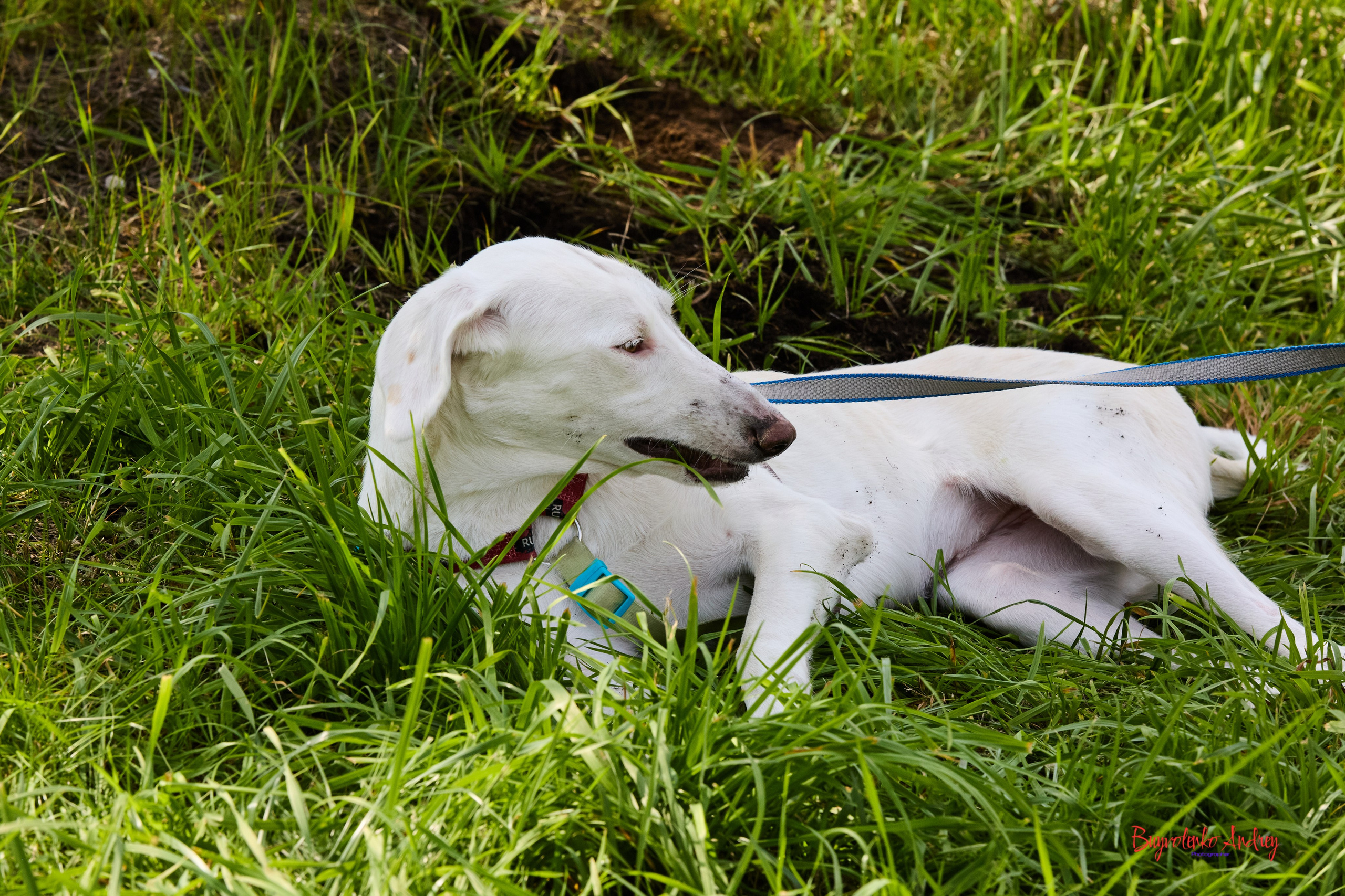 Проект фотопрогулка с хвостиком. Buyvolenko Andrey