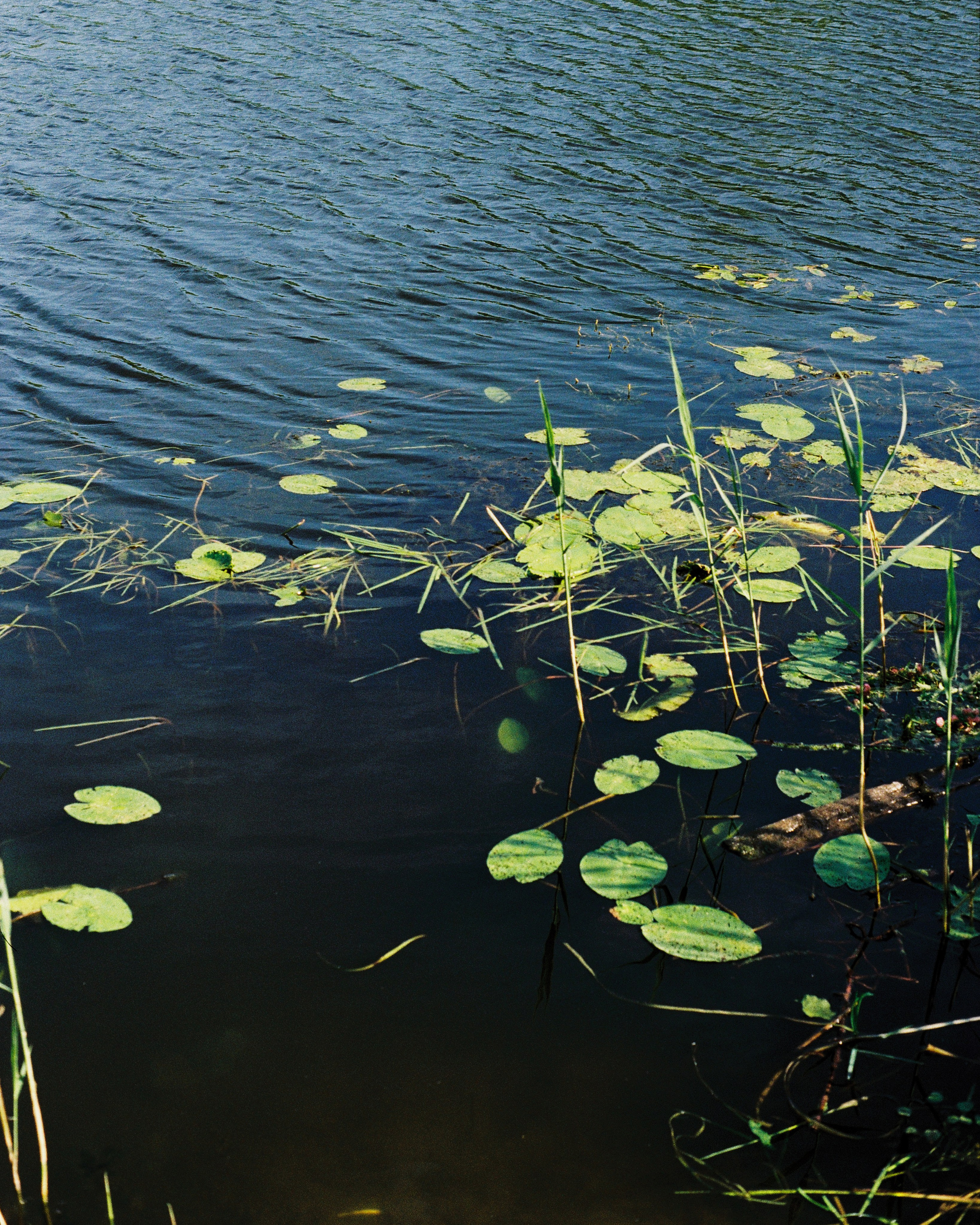 SUZDAL. ANNA — PHOTOGRAPHER