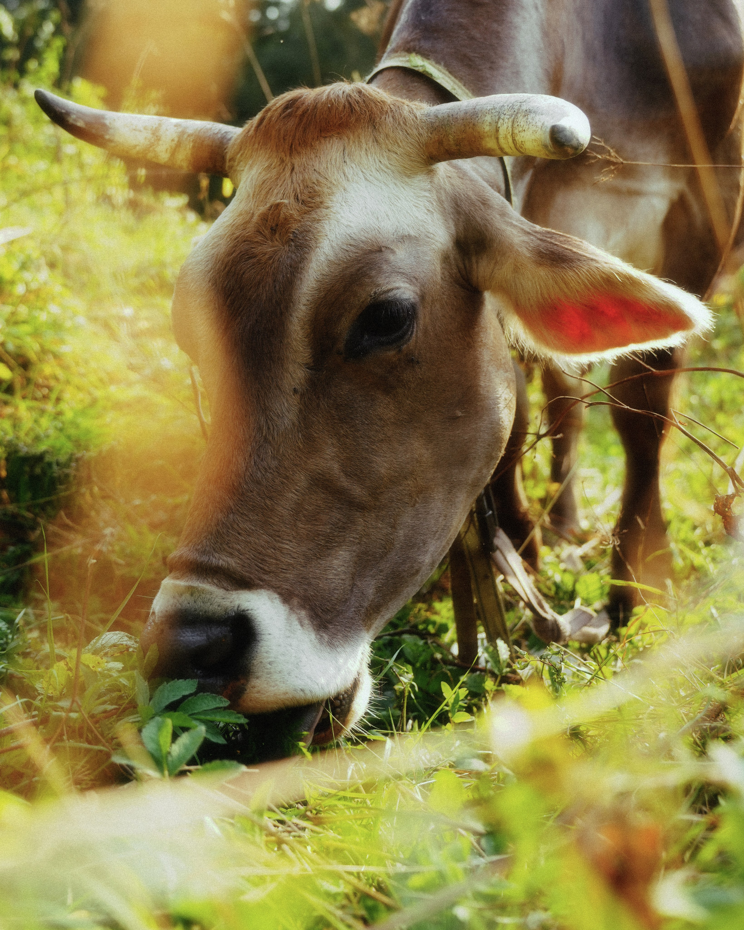 KALUGA. ANNA — PHOTOGRAPHER