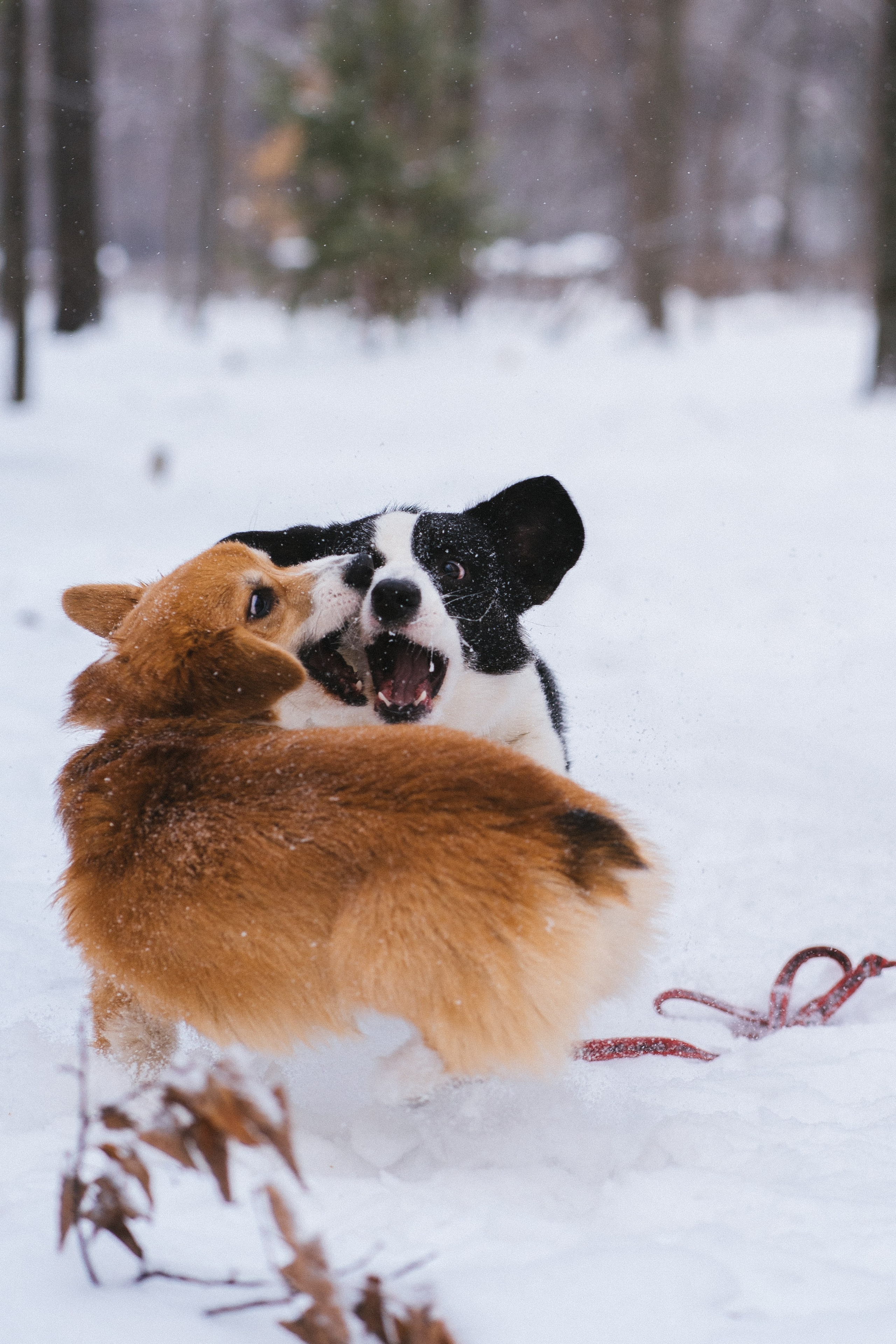 Агата и Лайк. Свадебный фотограф в Москве Анна Полушина