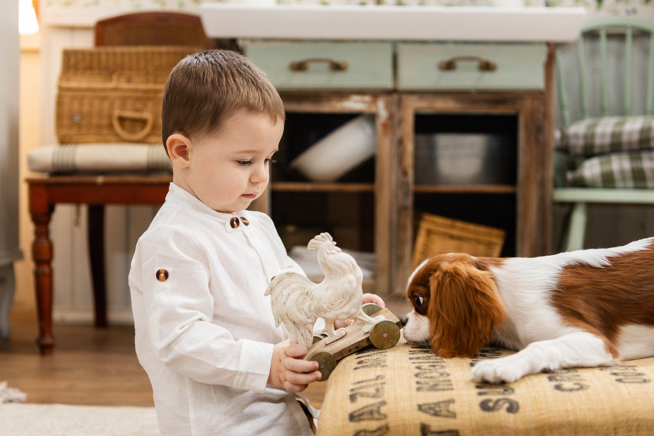 Фотосессия со щенками кавалер кинг чарльз спаниэль. Свадебный семейный и детский фотограф в Краснодаре Карина Федоровская