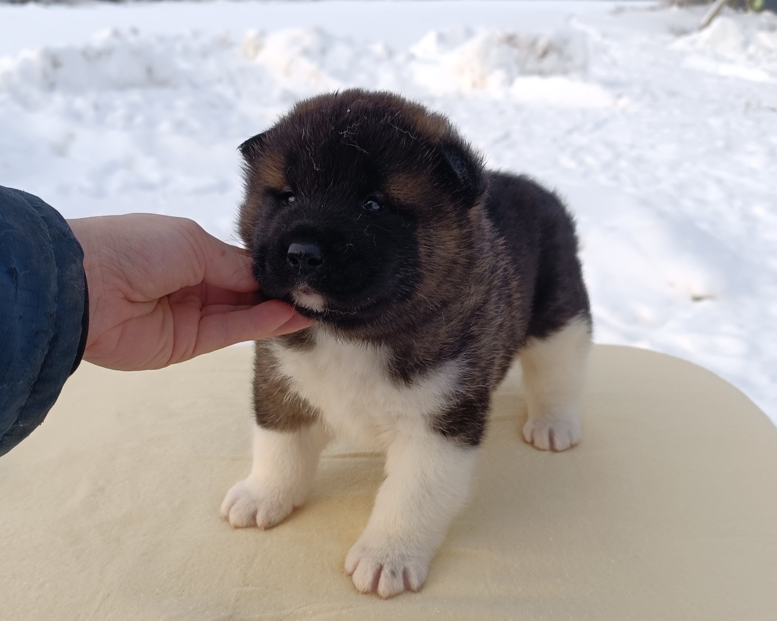 Rubylight Ctsar'. Американская акита I Сиба ину I Питомник RUBYLIGHT