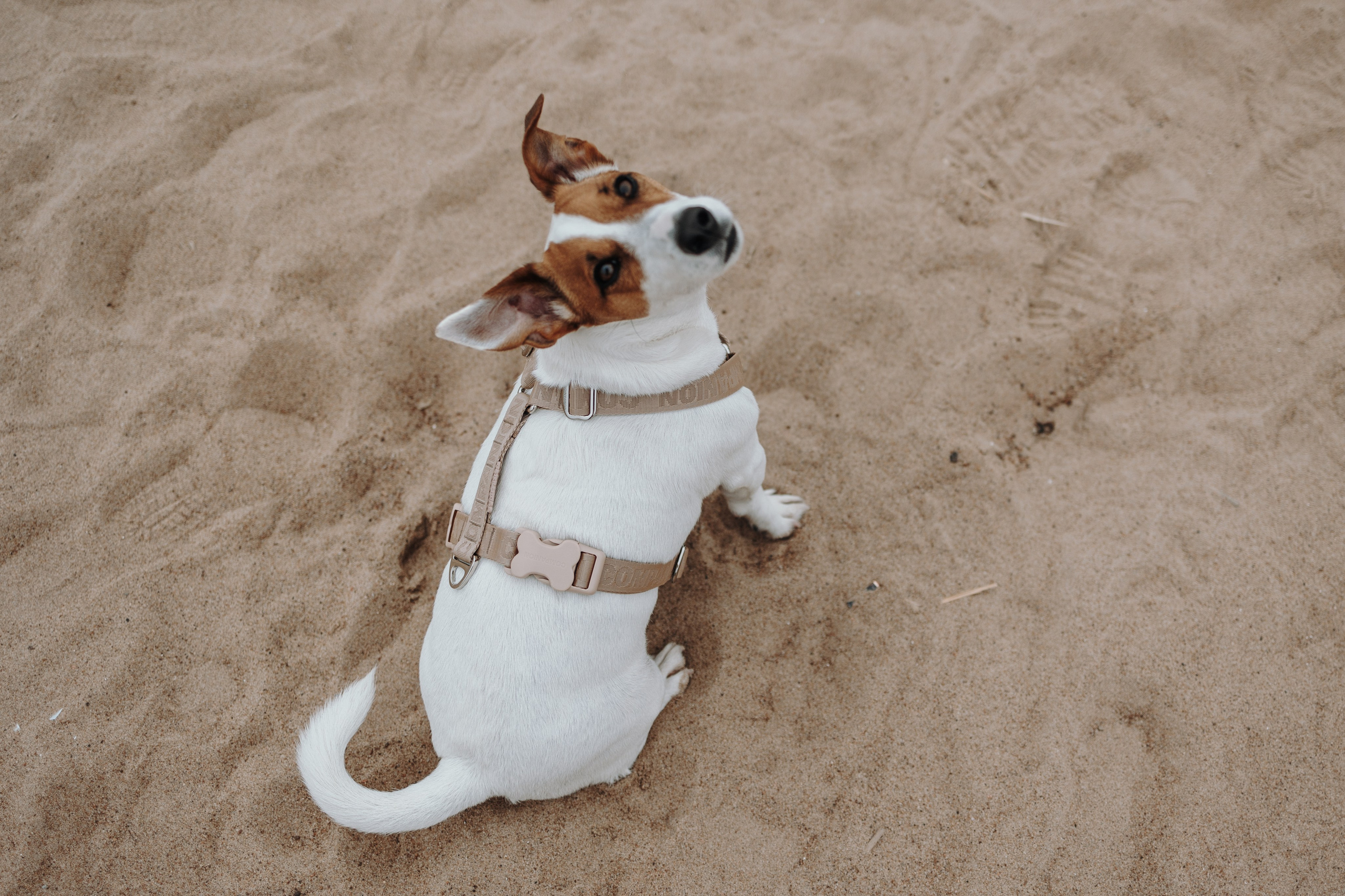 Саша и Джеки. Фотограф — Анималист | Санкт-Петербург