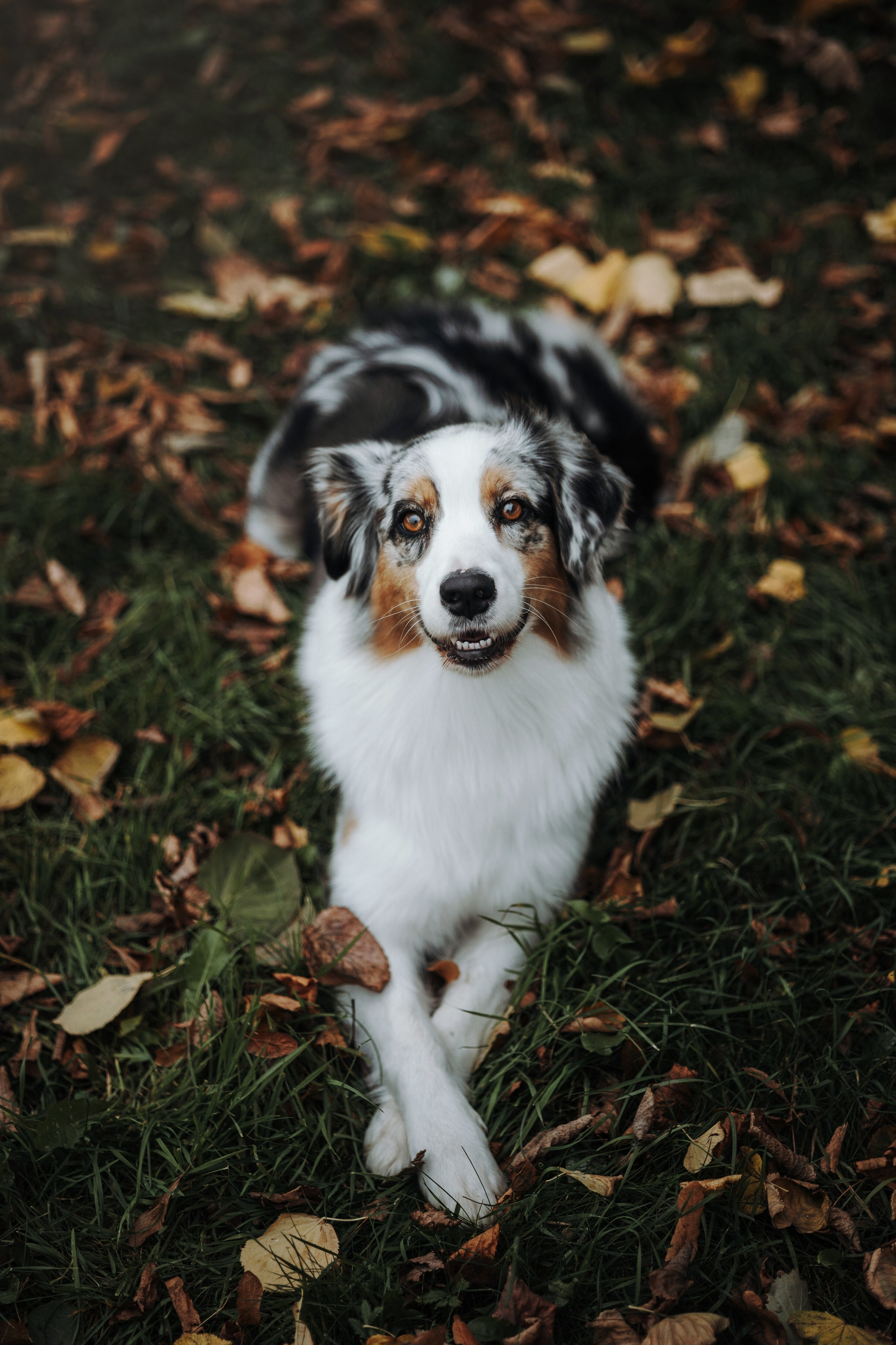 Ирина и Кайса. Фотограф — Анималист | Санкт-Петербург
