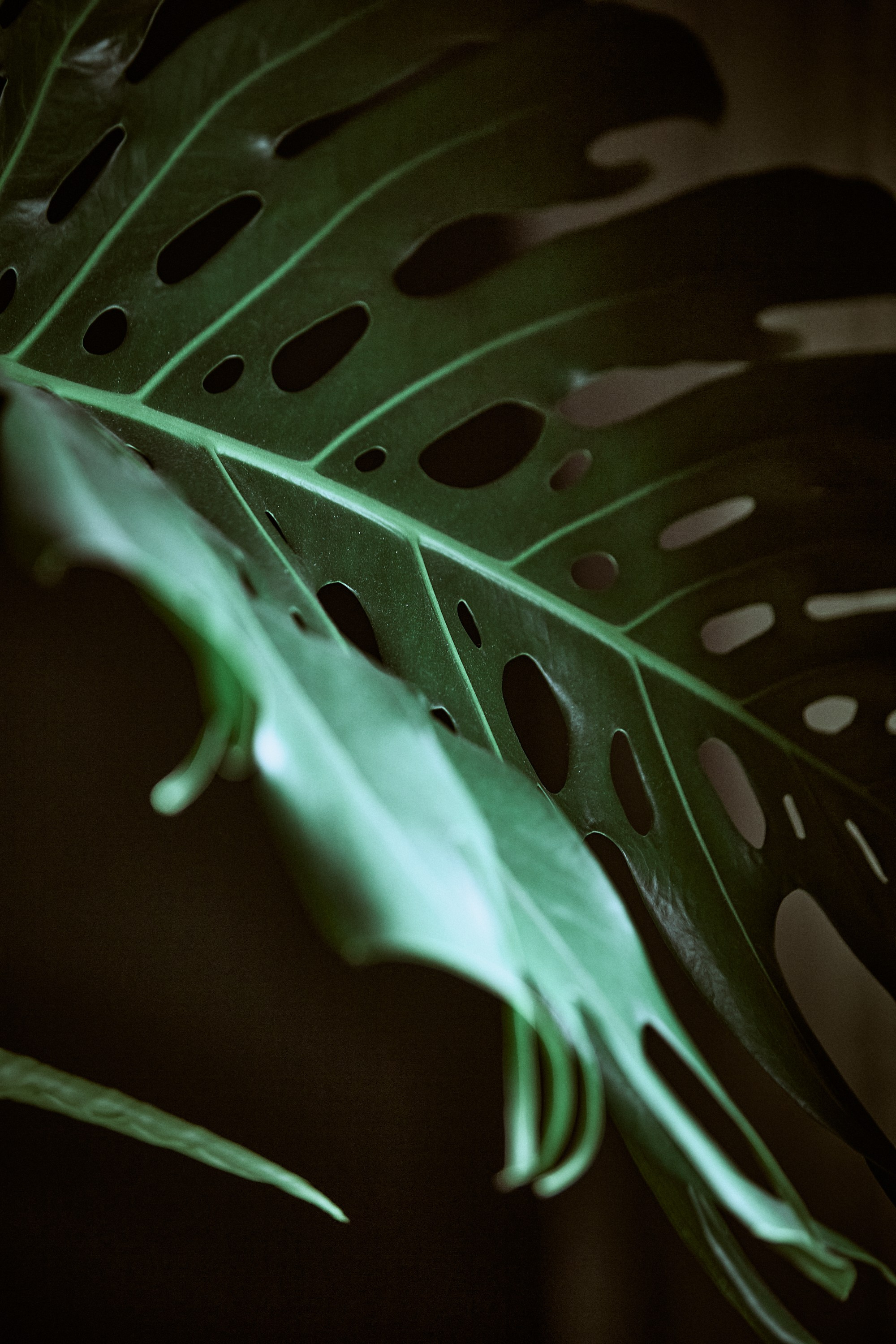 Разное (для тех, кто долистал). Портретный, интерьерный и фуд фотограф в Перми Иван Вострецов