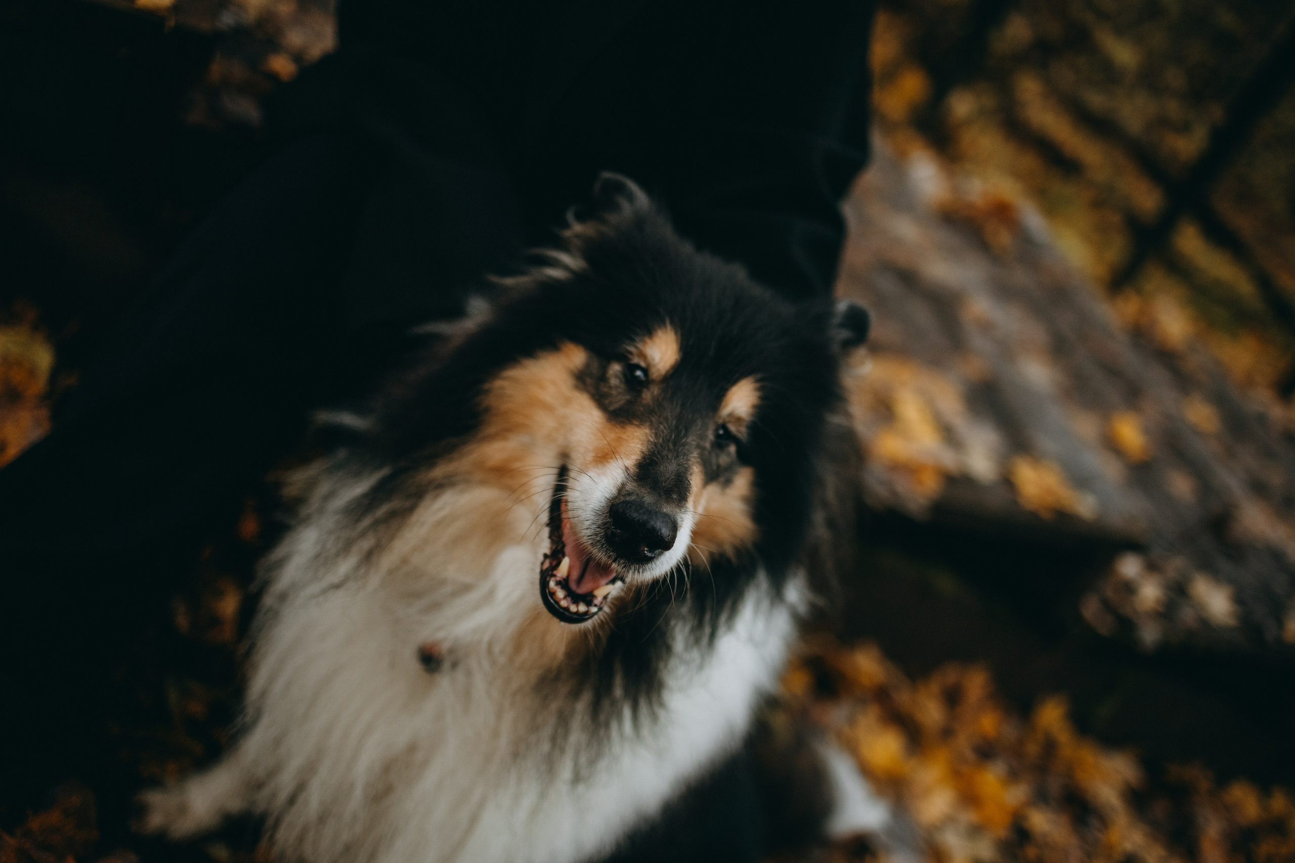 Ия и Барт. Фотограф — Анималист | Санкт-Петербург