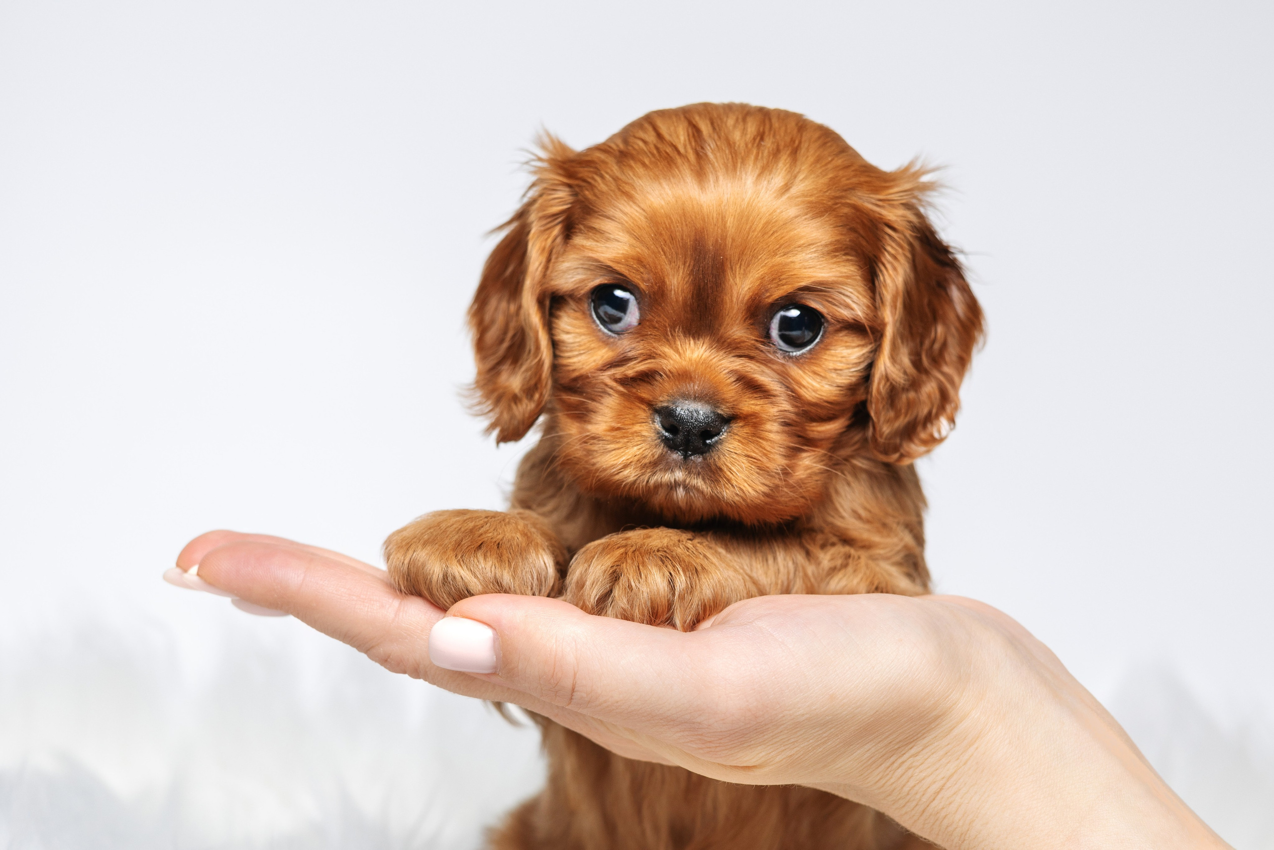 ККЧС. Фотограф анималист Осипчикова Мария