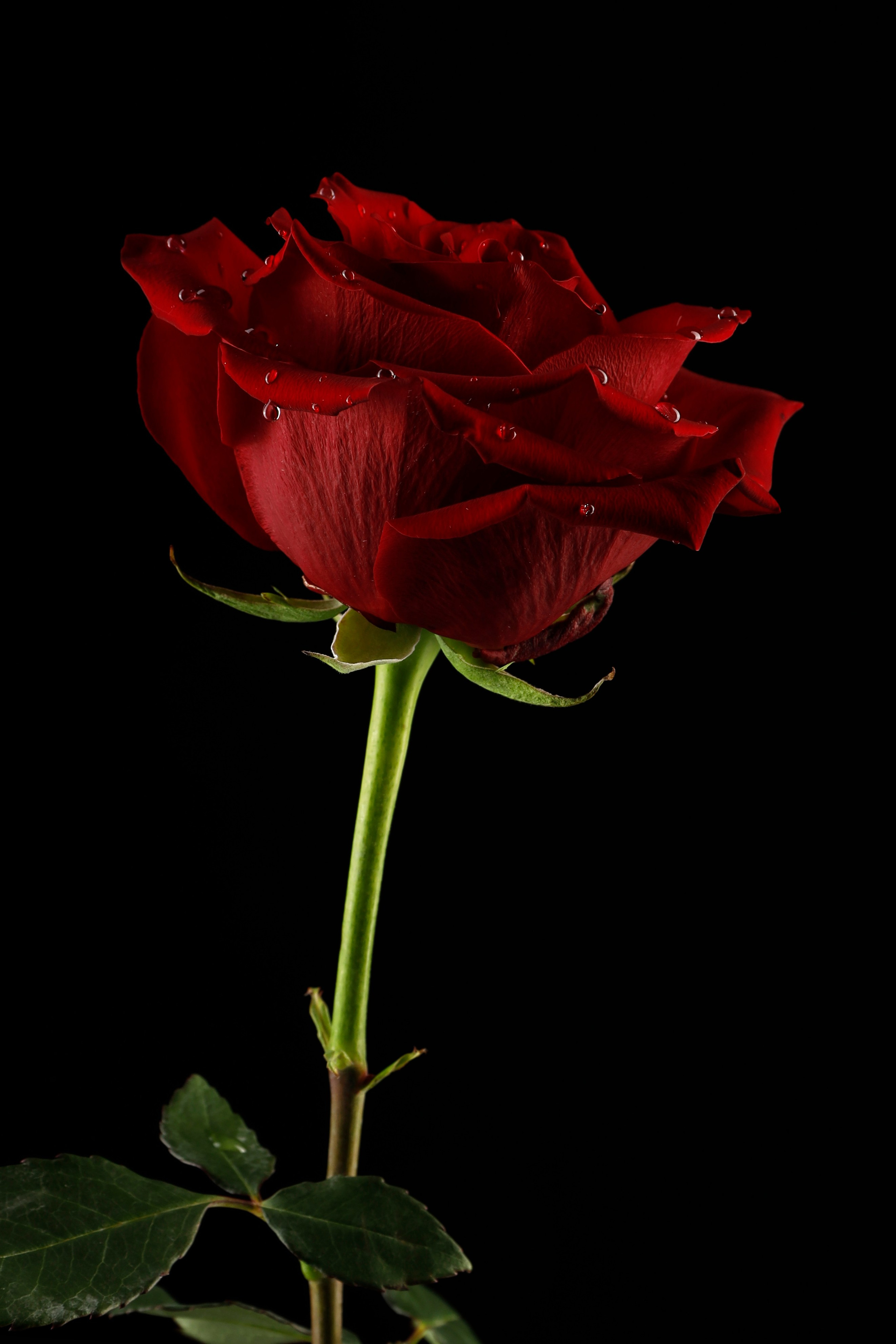 Предметная съемка. Фотограф Светлана Заплатина