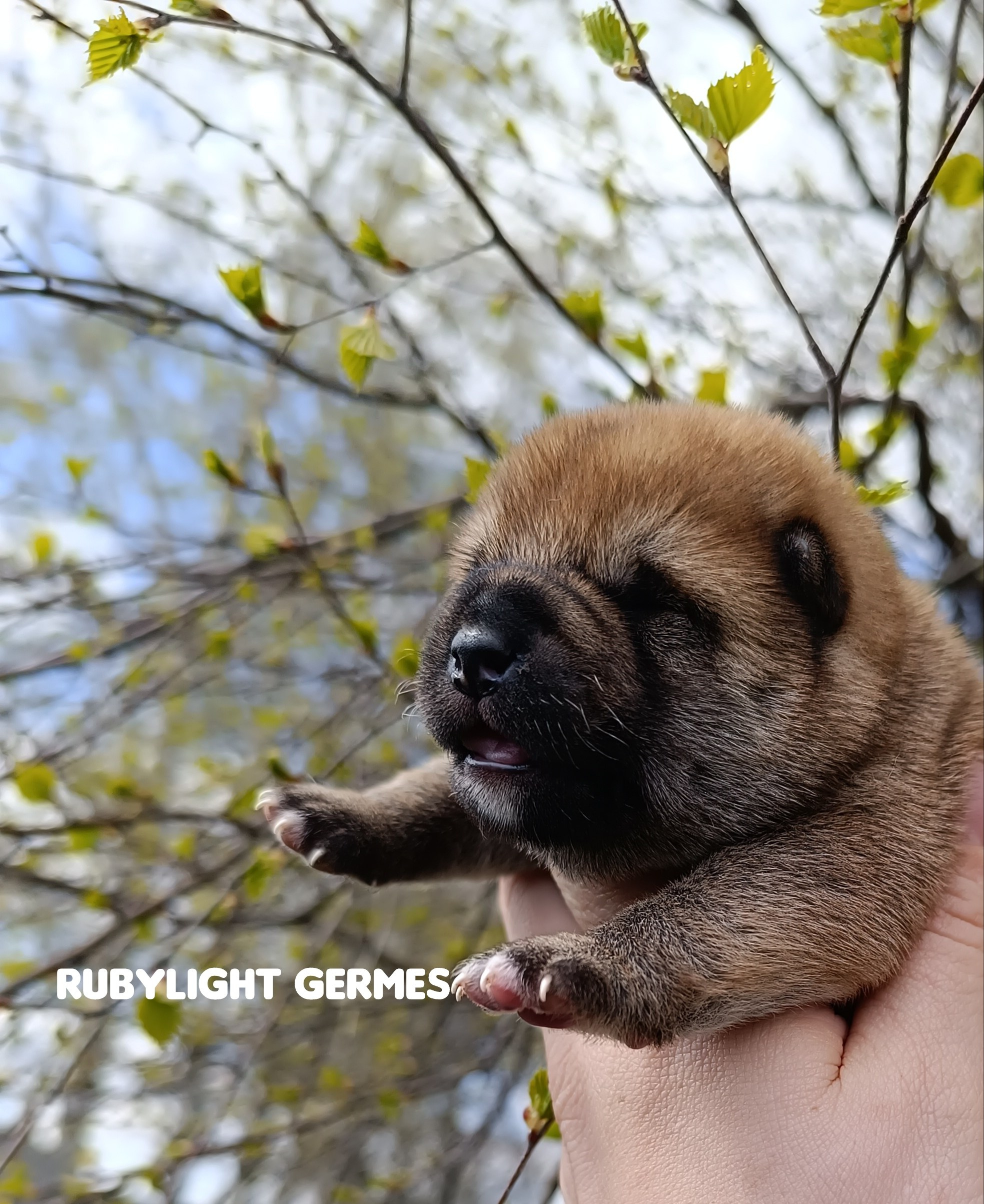 Сиба Rubylight Germes питомник Рубилайт