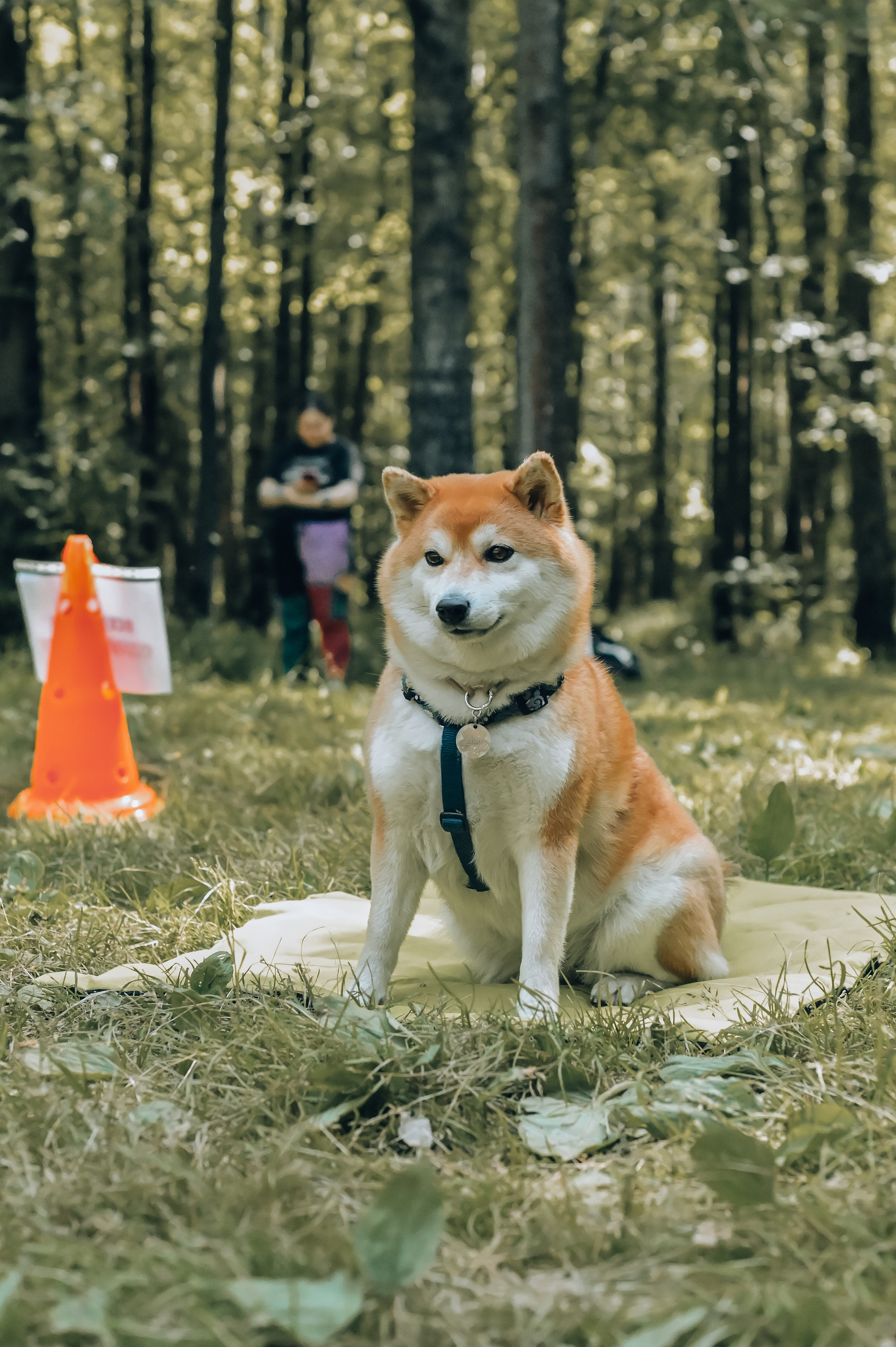 Кинологические соревнования. Семейный и репортажный фотограф в Москве Анастасия Трубкина