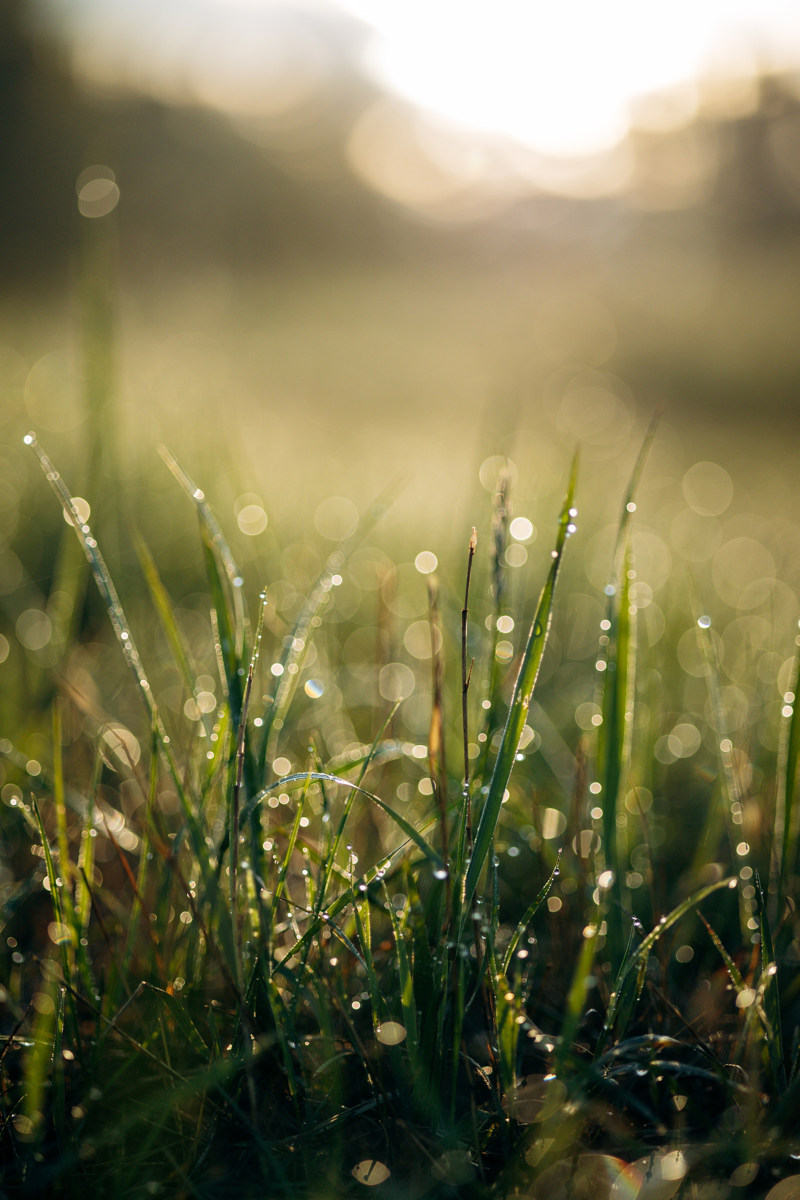 Юля и Руби. Фотограф — Анималист | Санкт-Петербург