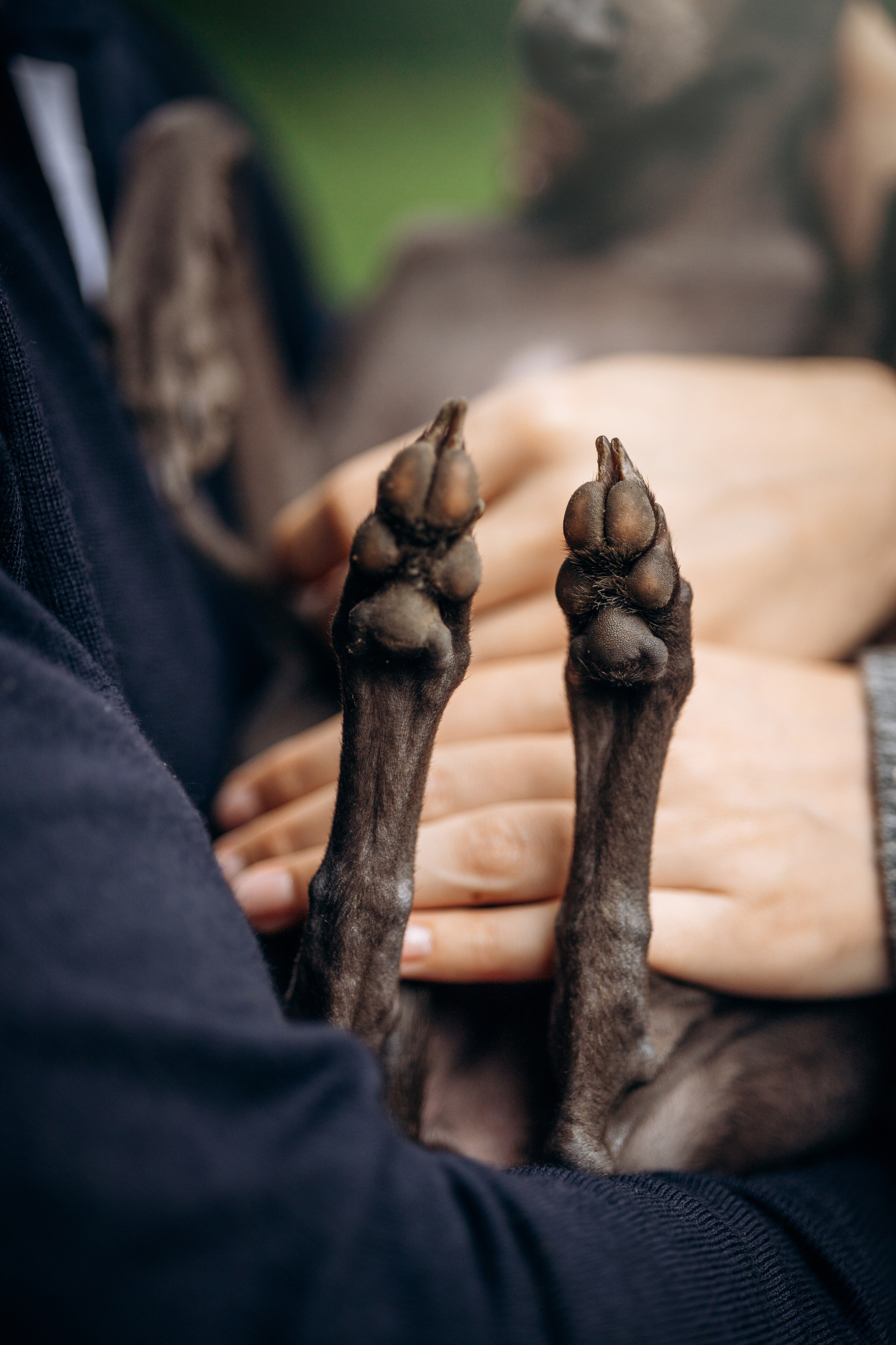 Лучик и ее семья. Фотограф — Анималист | Санкт-Петербург