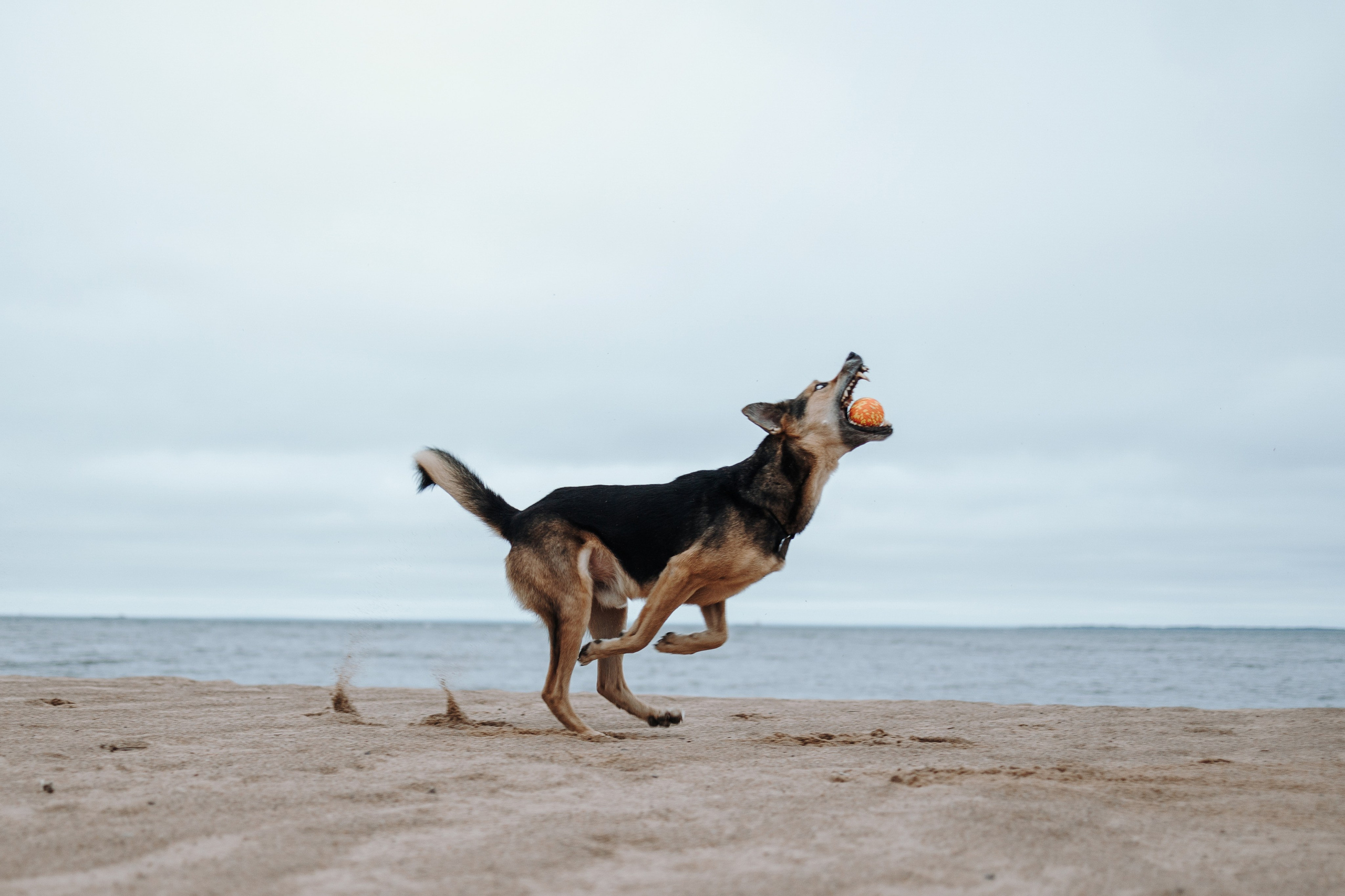Наталья и Того. Фотограф — Анималист | Санкт-Петербург