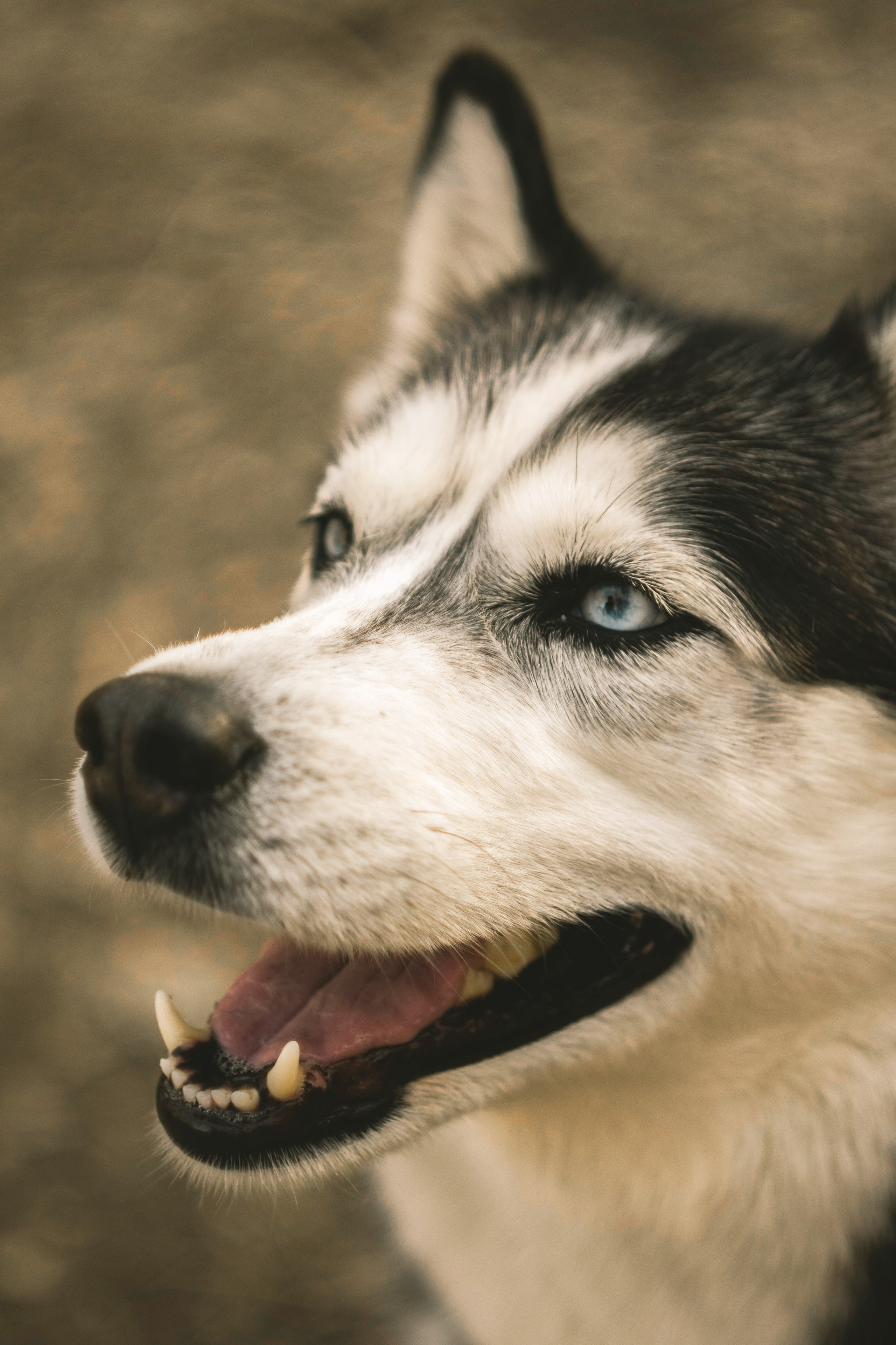 Животные. Varezhka photo | фотограф для души