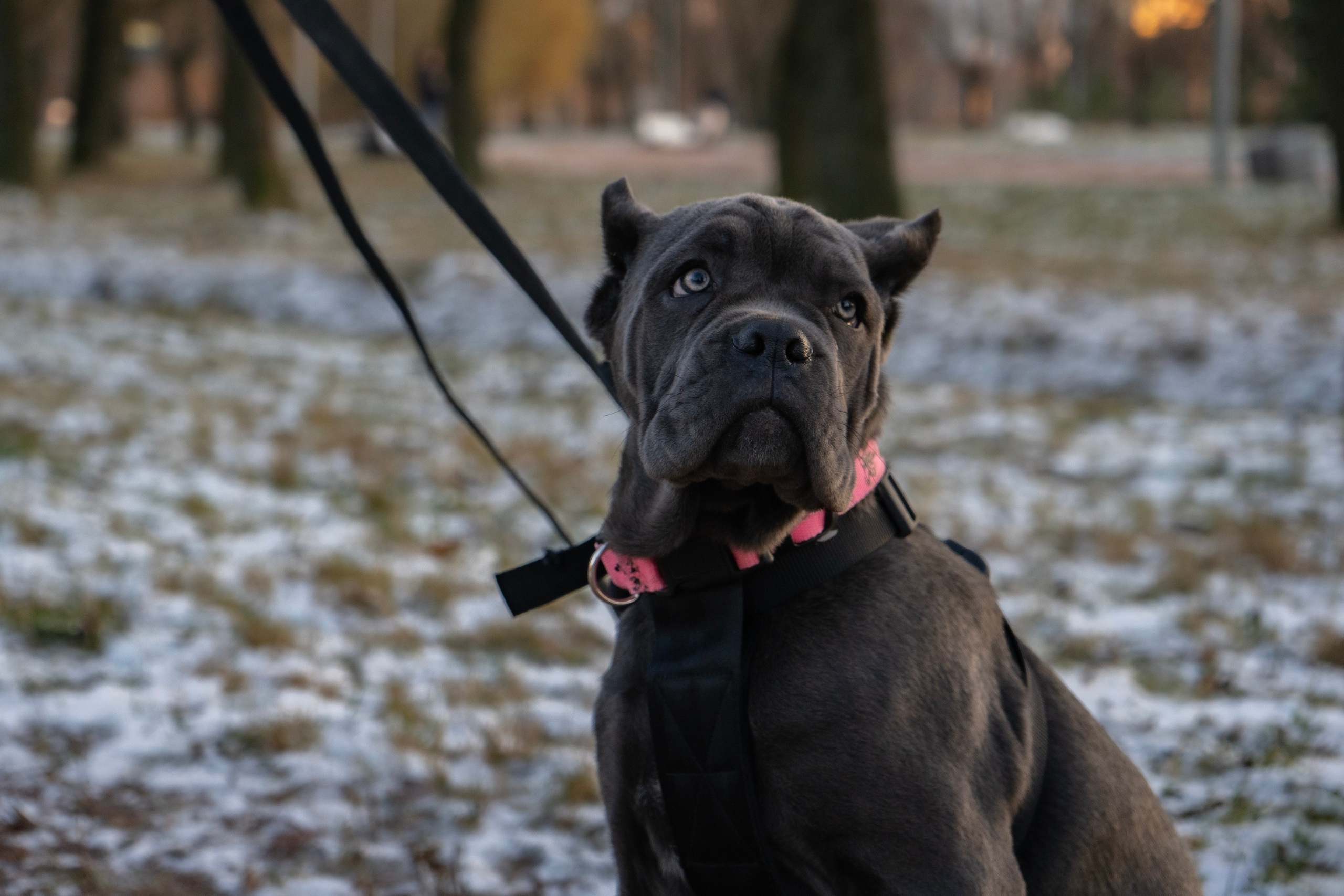 Фотосессии Пушистиков. Фотограф в Санкт-Петербурге Виктория Барышникова