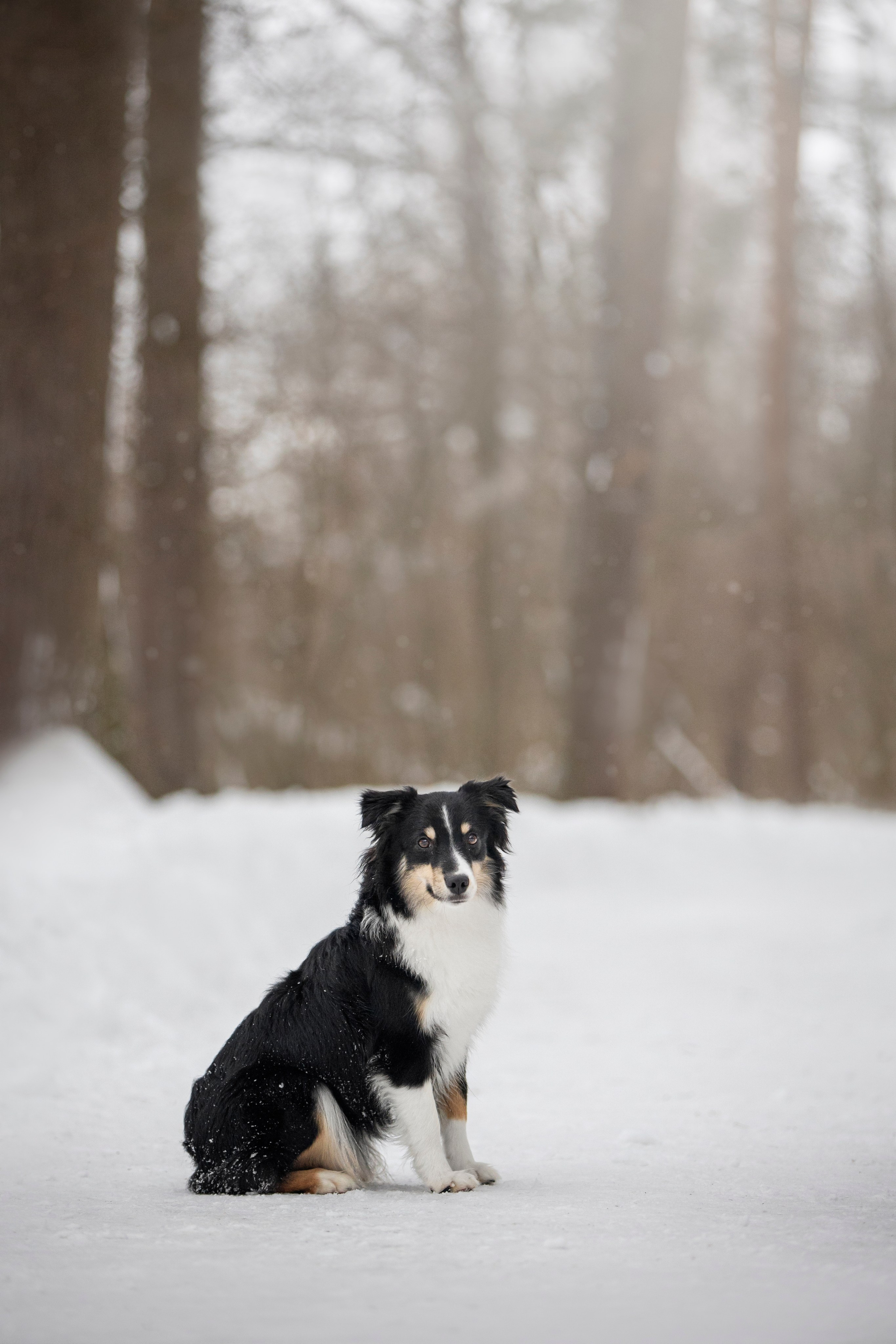 Дария, Макс, Сезам и Чили. Фотограф анималист в Москве Майорова Евгения