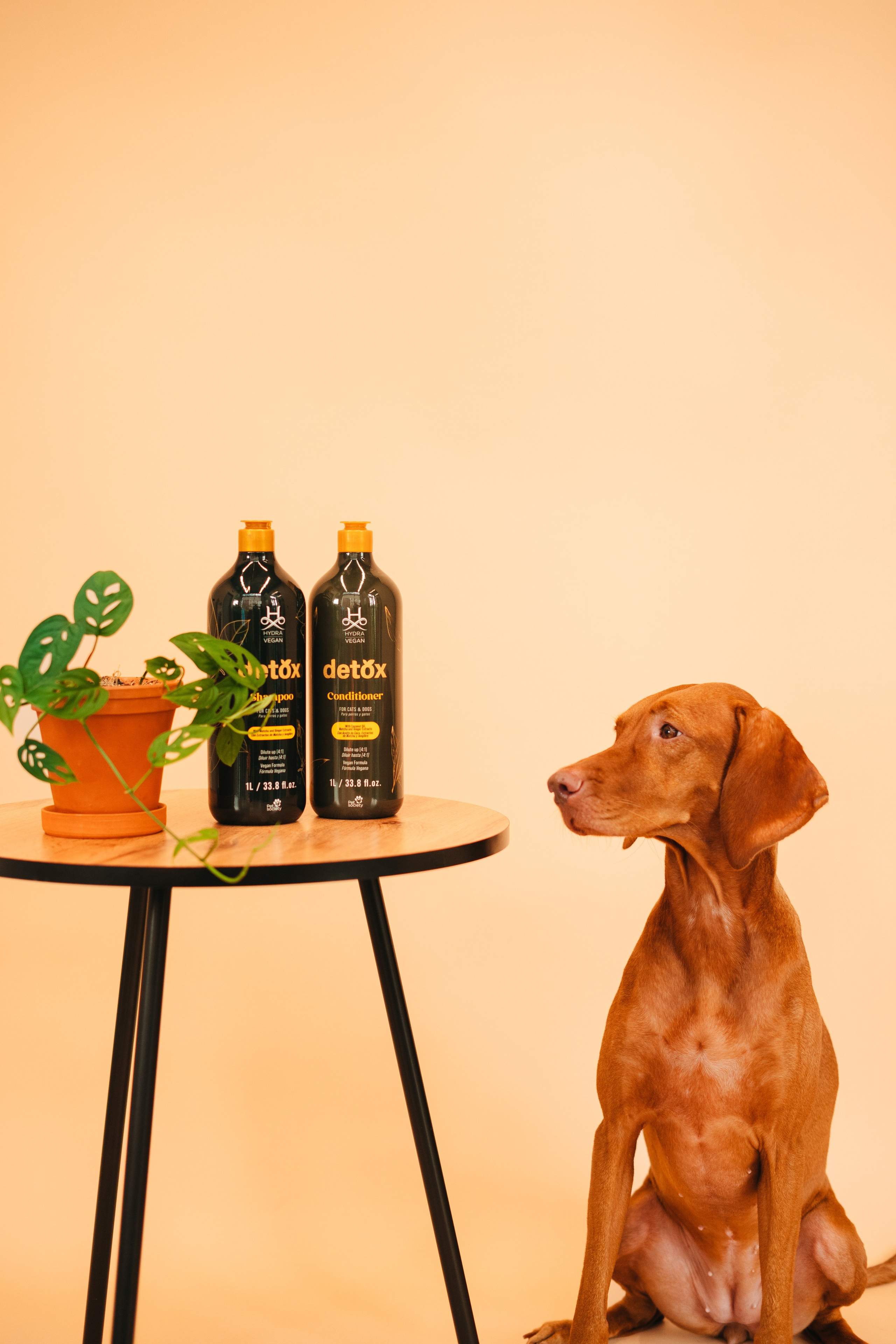 Груминг — салон. Фотограф анималист Осипчикова Мария