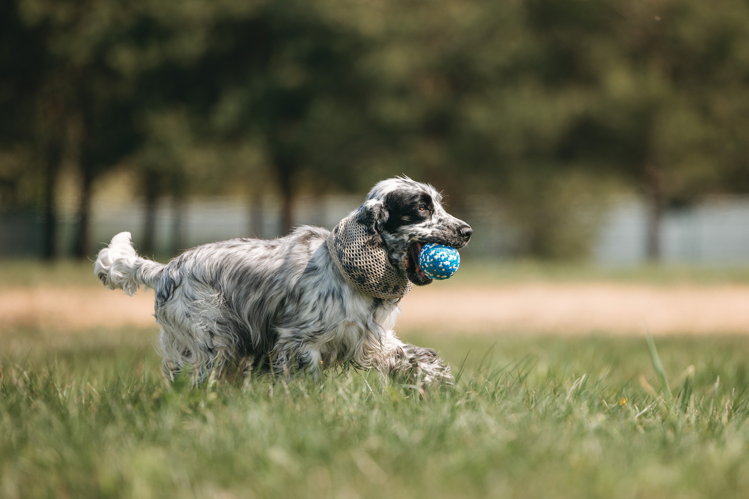 Спанимания. Фотограф анималист Осипчикова Мария