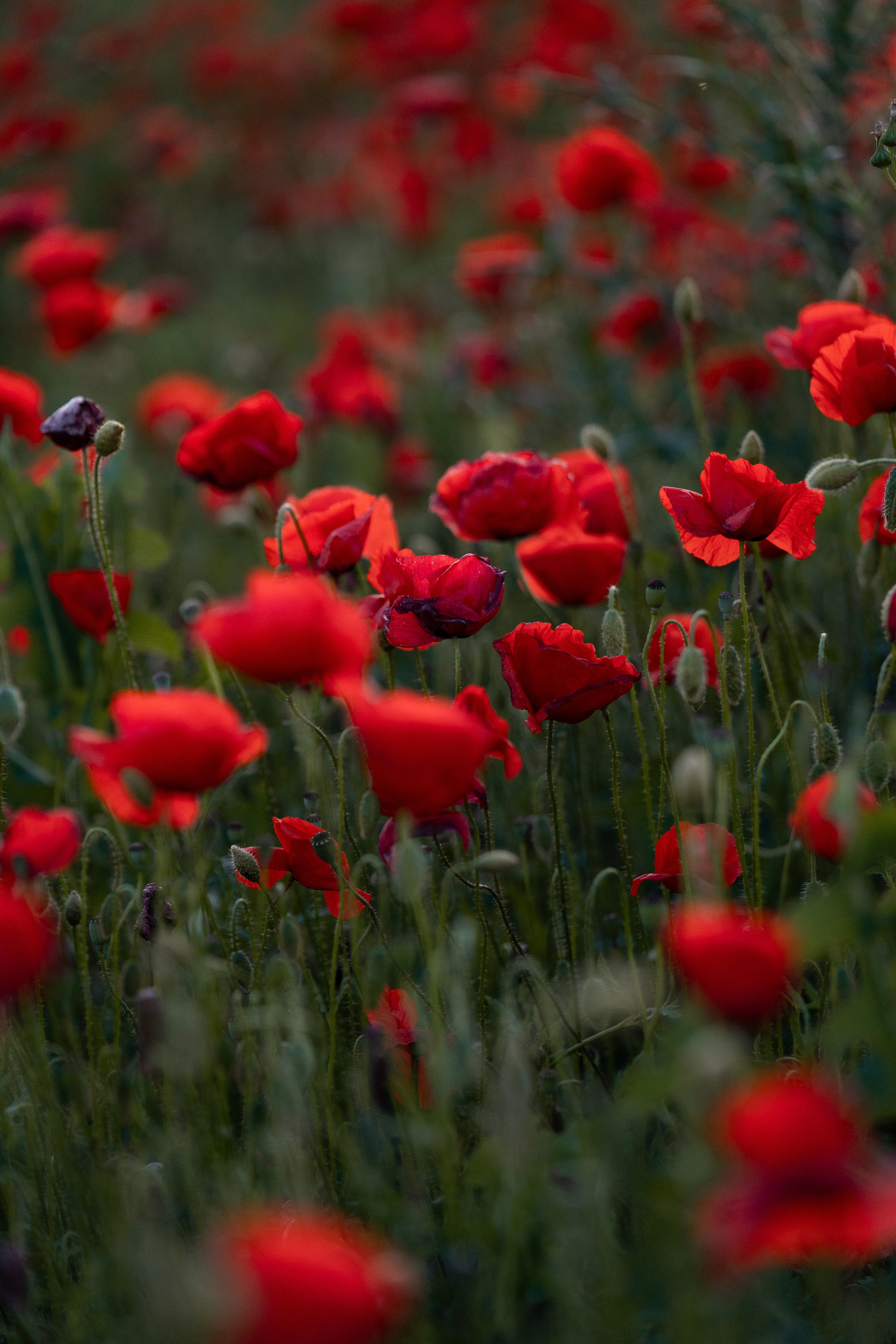 Маковое поле. Фотограф анималист