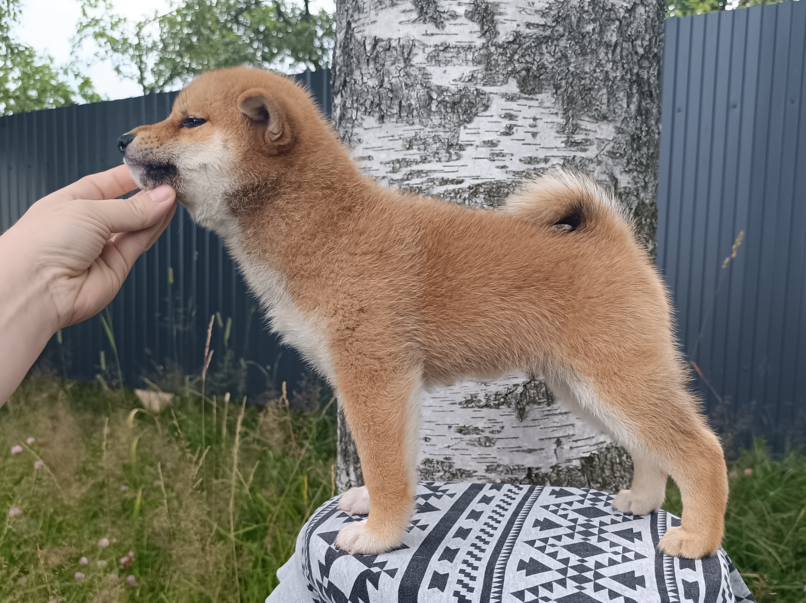 сиба питомник Рубилайт щенки на продажу rubylight  сиба щенки купить СПб Санкт-Петербург