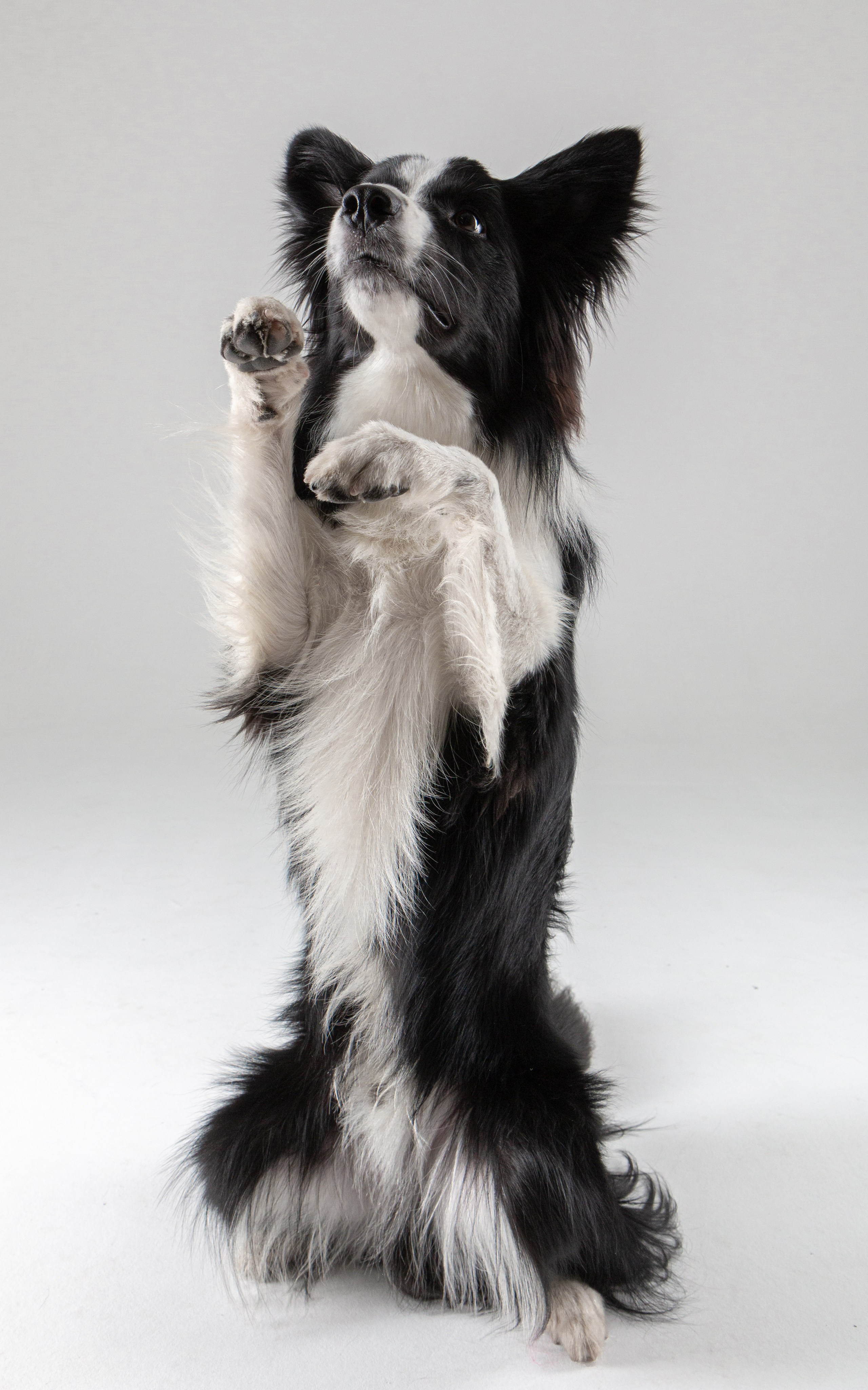 Фотосъёмка животных. Предметный и репортажный фотограф Алексей Кротов