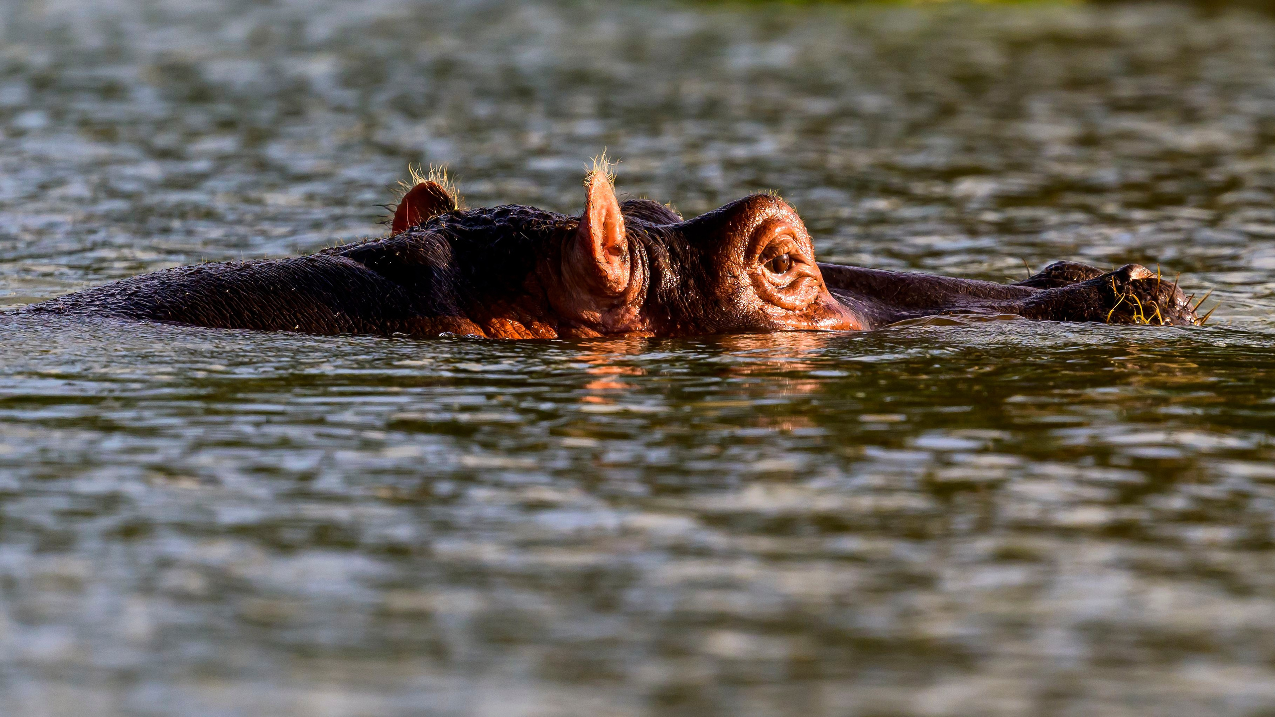 Кения. Wildlife photography by Sergey Puponin