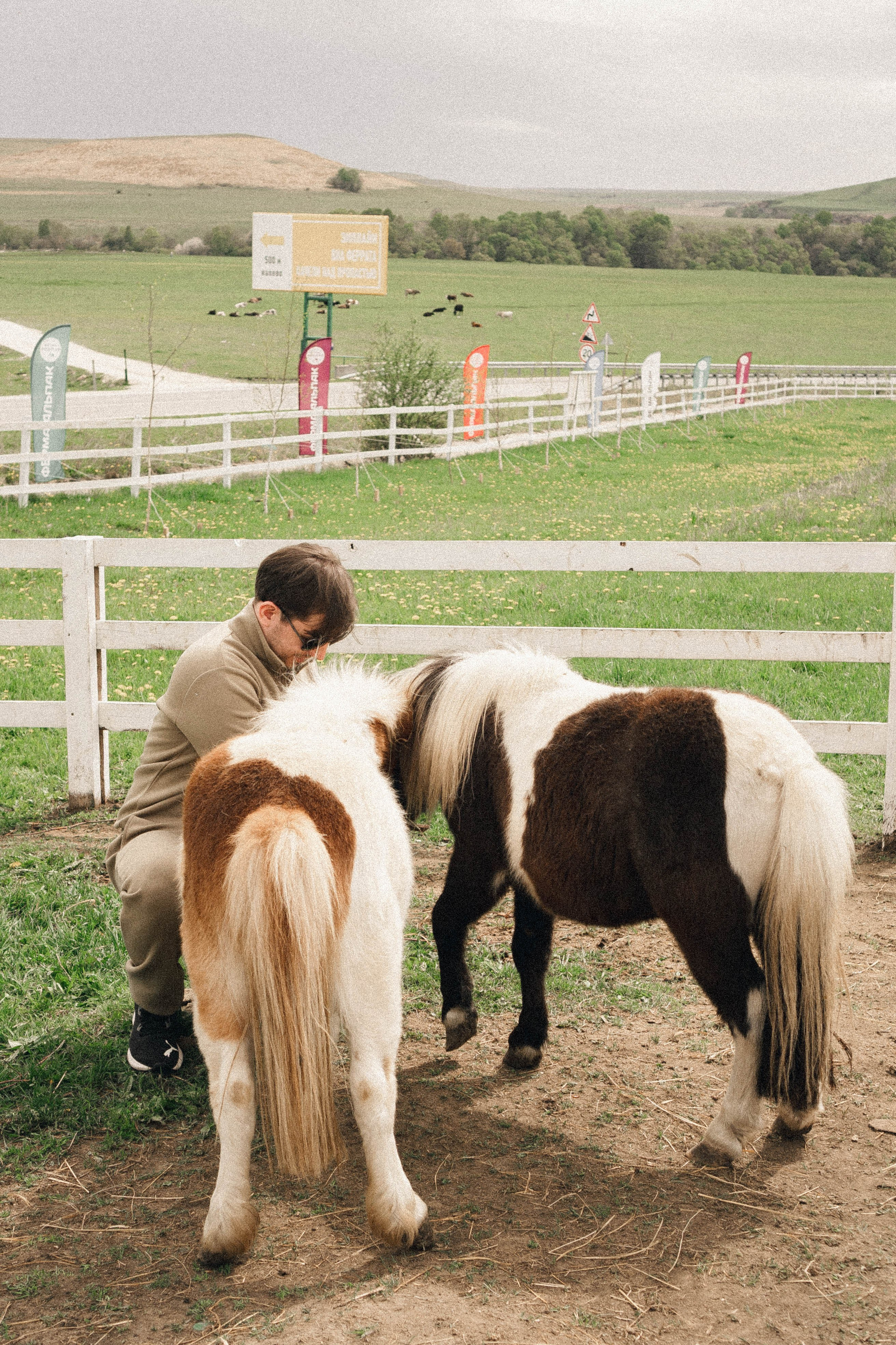 Ферма Альпак. Профессиональный фотограф, Санкт-Петербург — Виктория Богомолова