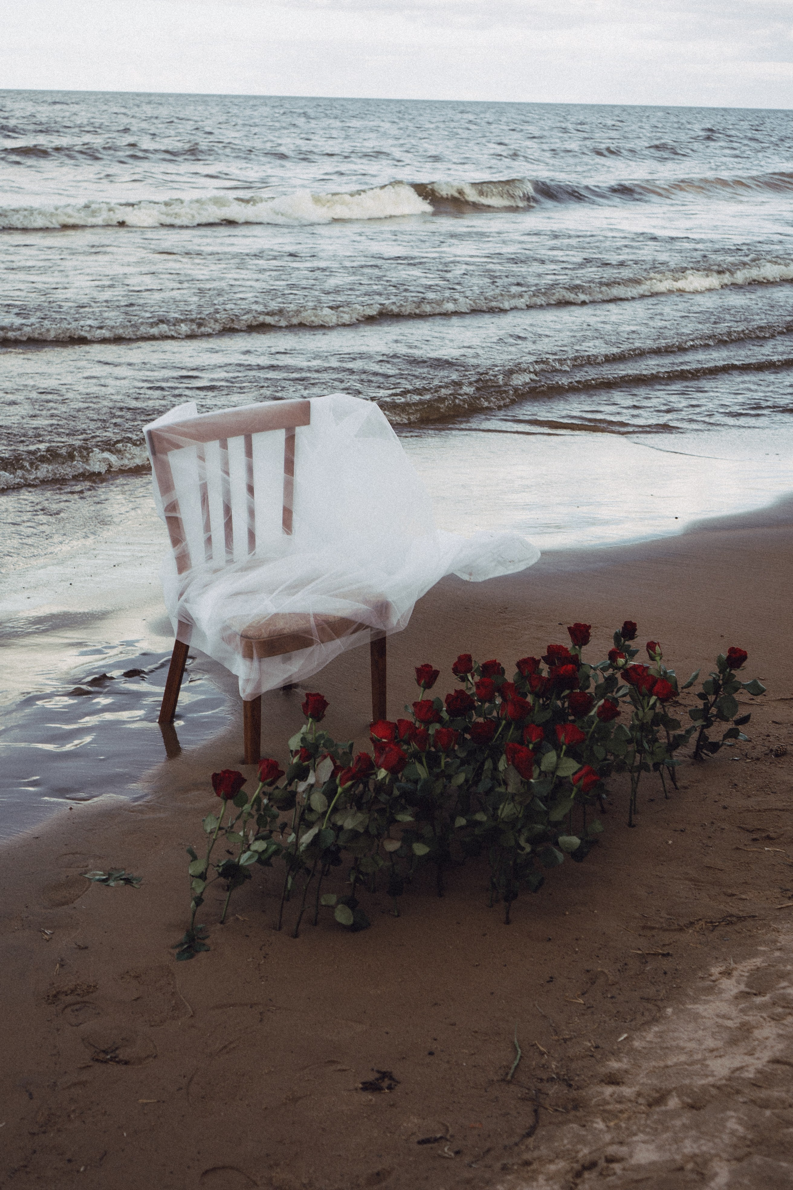 Розы. Профессиональный фотограф, Санкт-Петербург — Виктория Богомолова