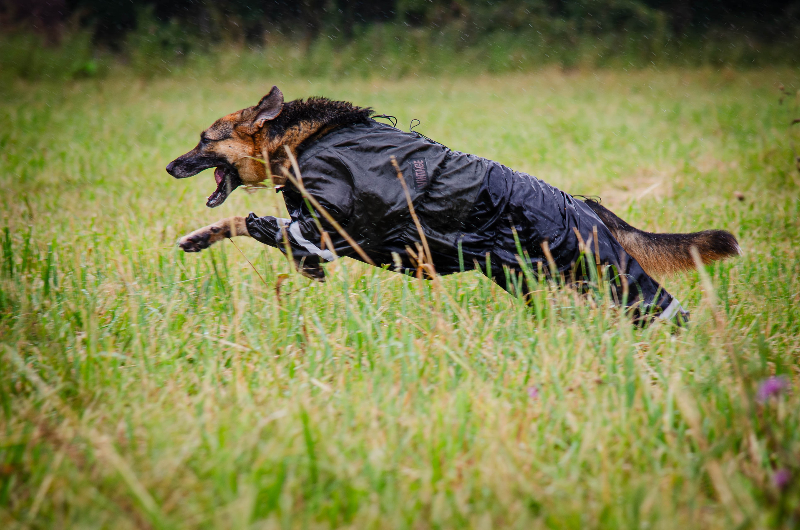 Арья и Оззи. Фотограф Светлана Блинова, Москва и Московская область
