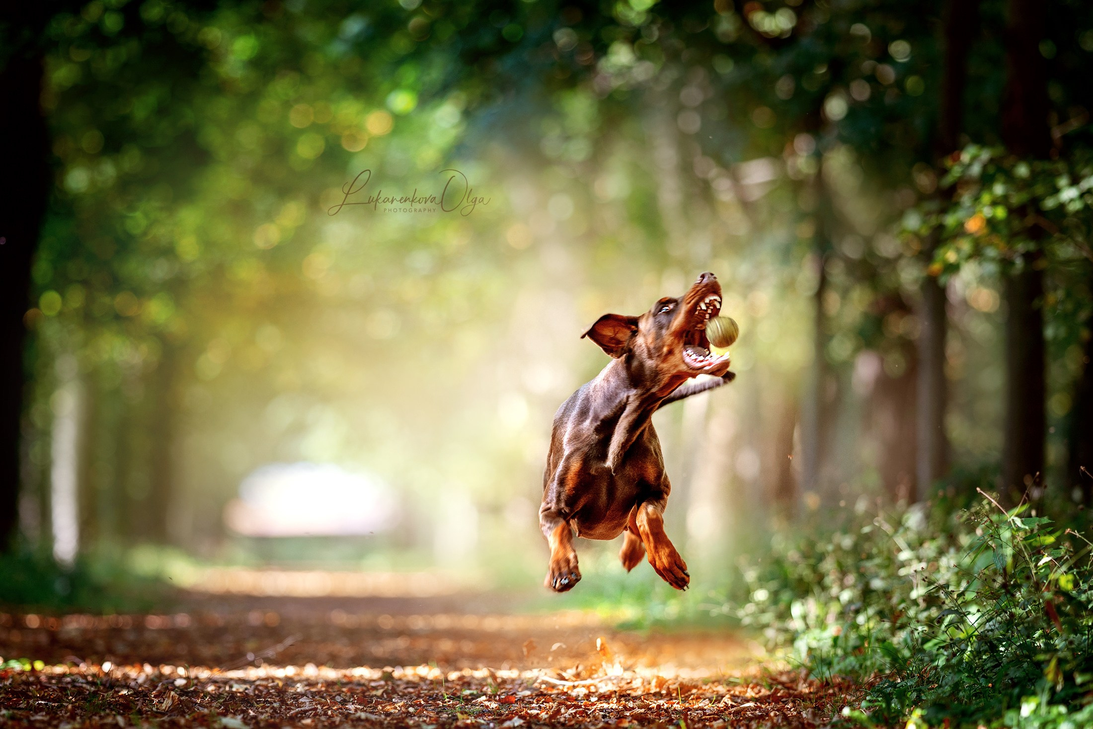 Летающая Латика. Фотограф анималист Ольга Луканенкова в Москве