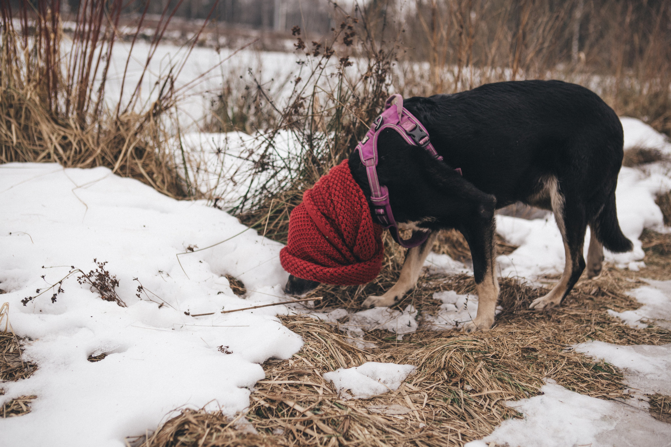 A cinematic tale of true love and unbreakable friendship between a man and a dog. Portrait, family and pet photographer in Cyprus, Ksenia Bourdelle