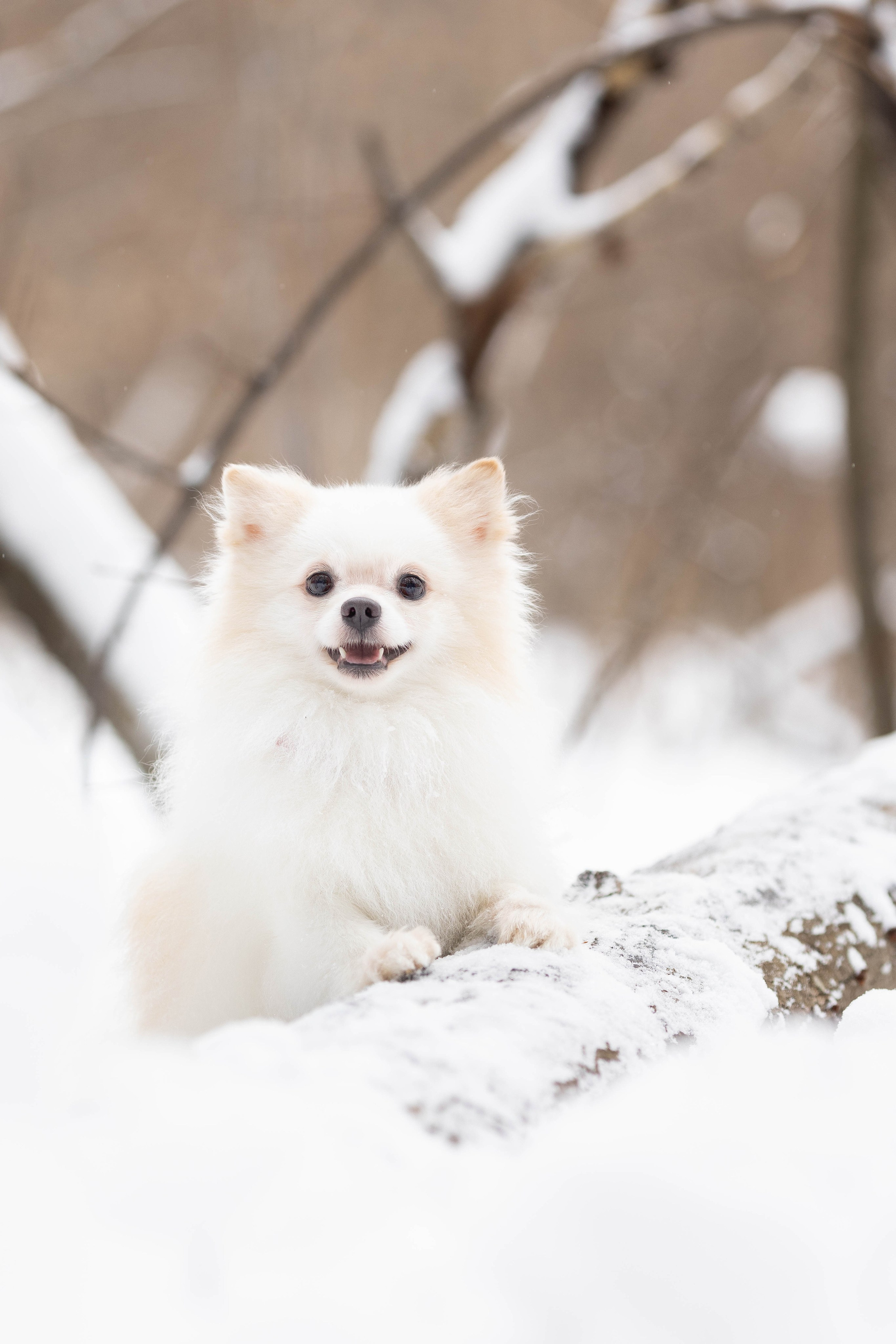 Элина и Чинк. Фотограф Анималист в Перми Анастасия Остерман