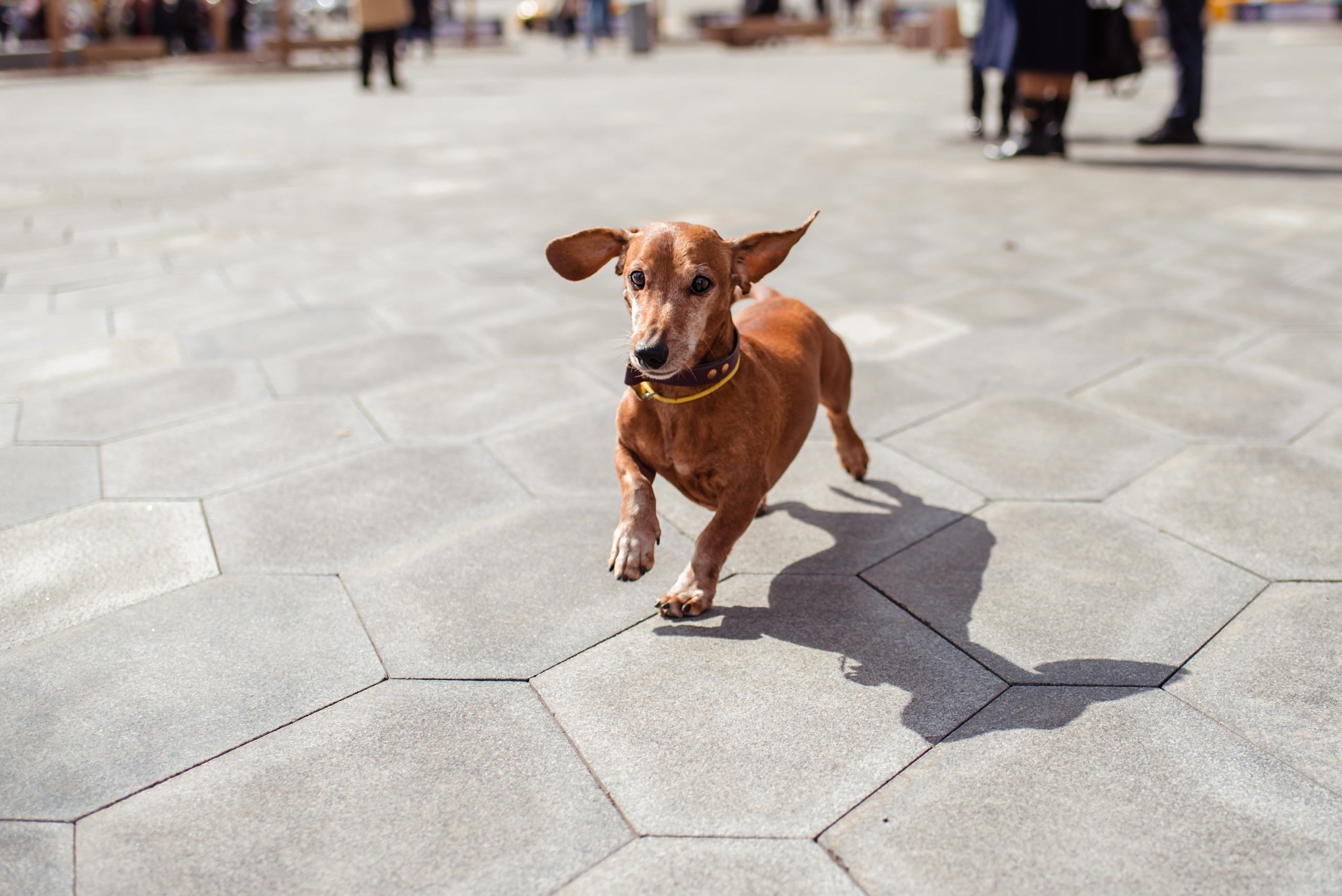 Таксы на Красной площади. Семейный Фотограф в Москве Ирина Хохлова