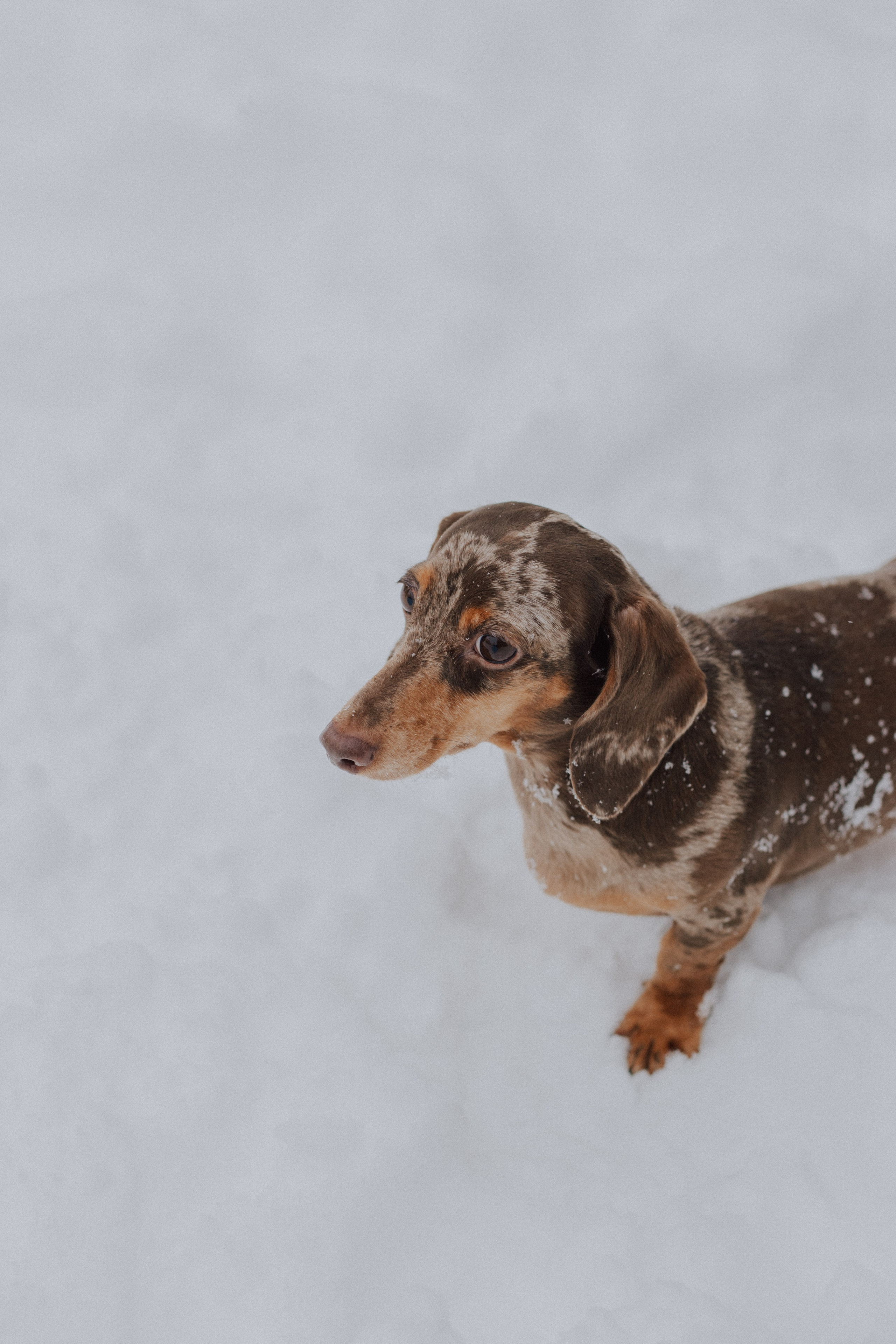 Winter. «A pet». Фотограф Москва / Балашиха