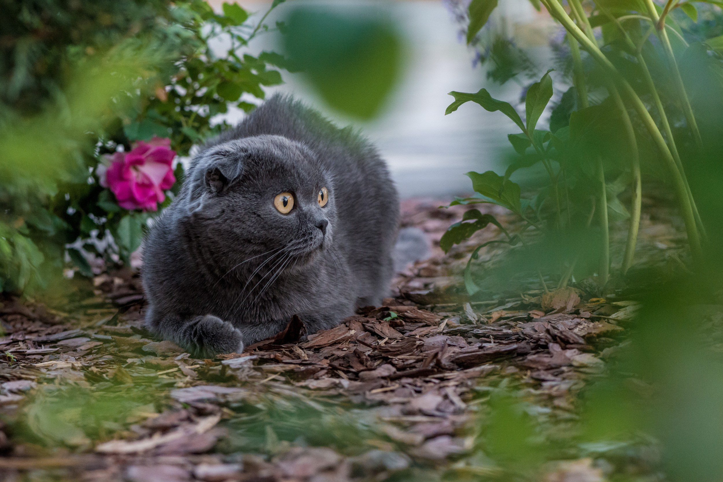 Фотосъемка животных